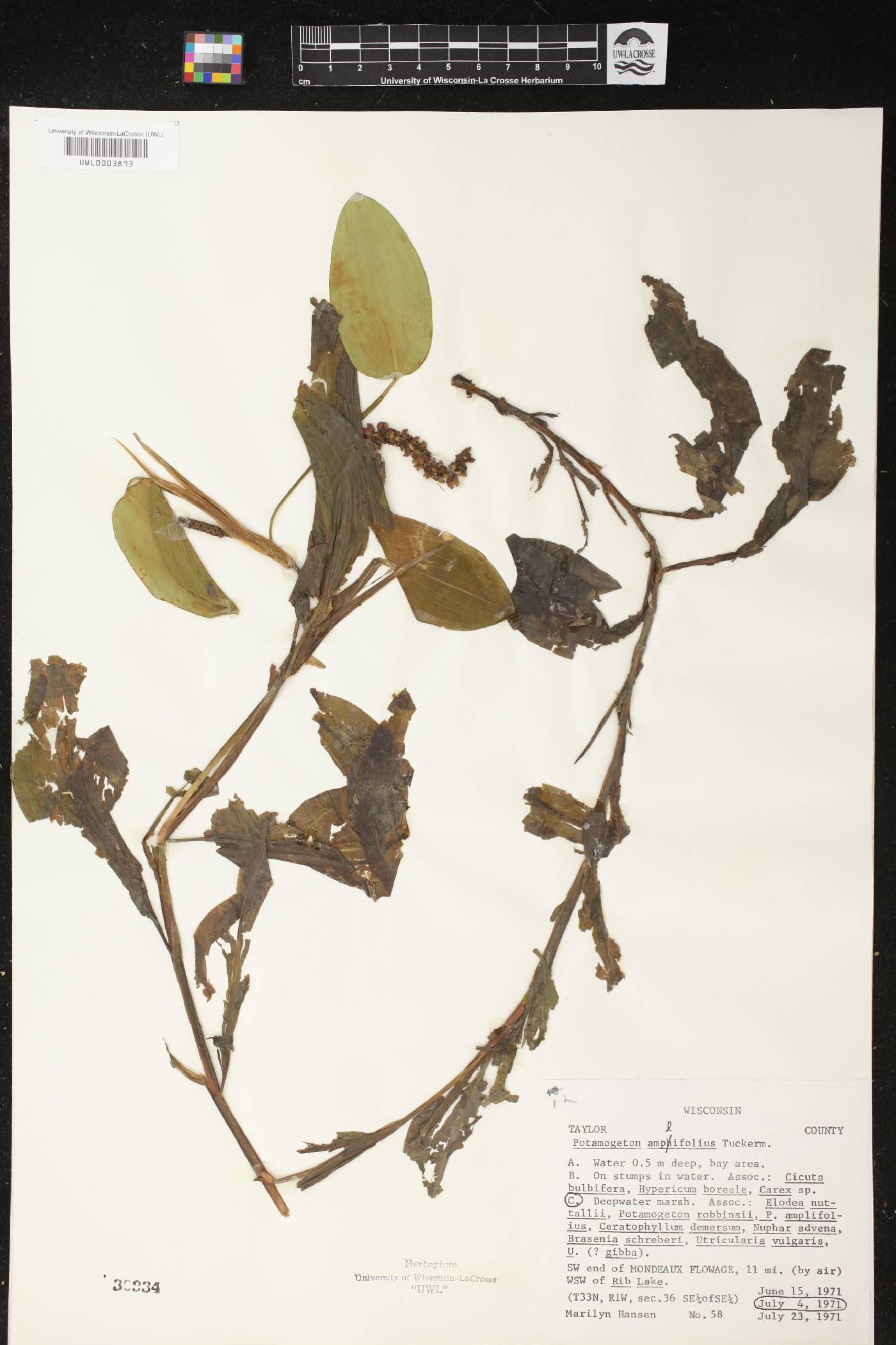 Potamogeton amplifolius image