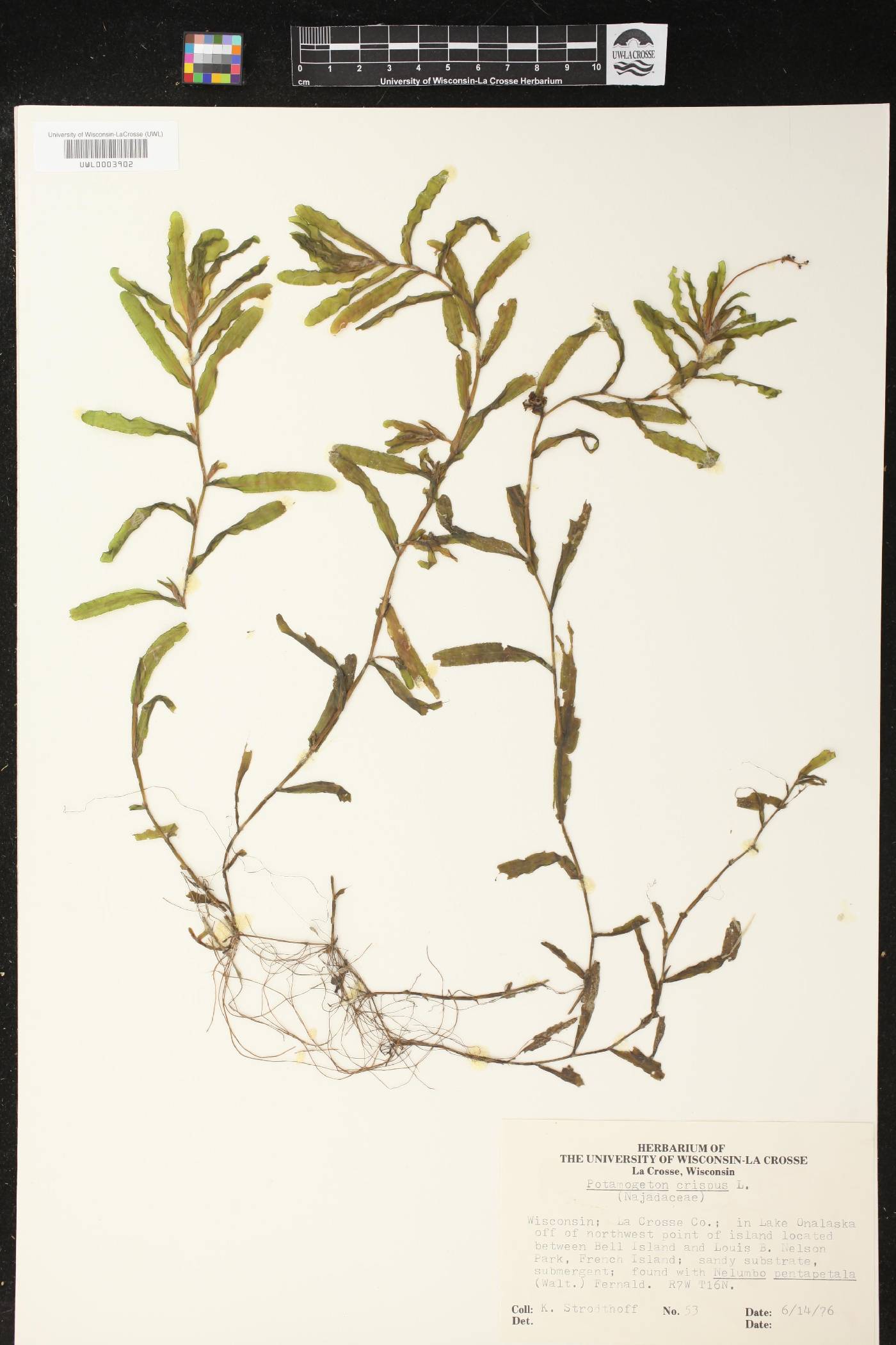 Potamogeton crispus image