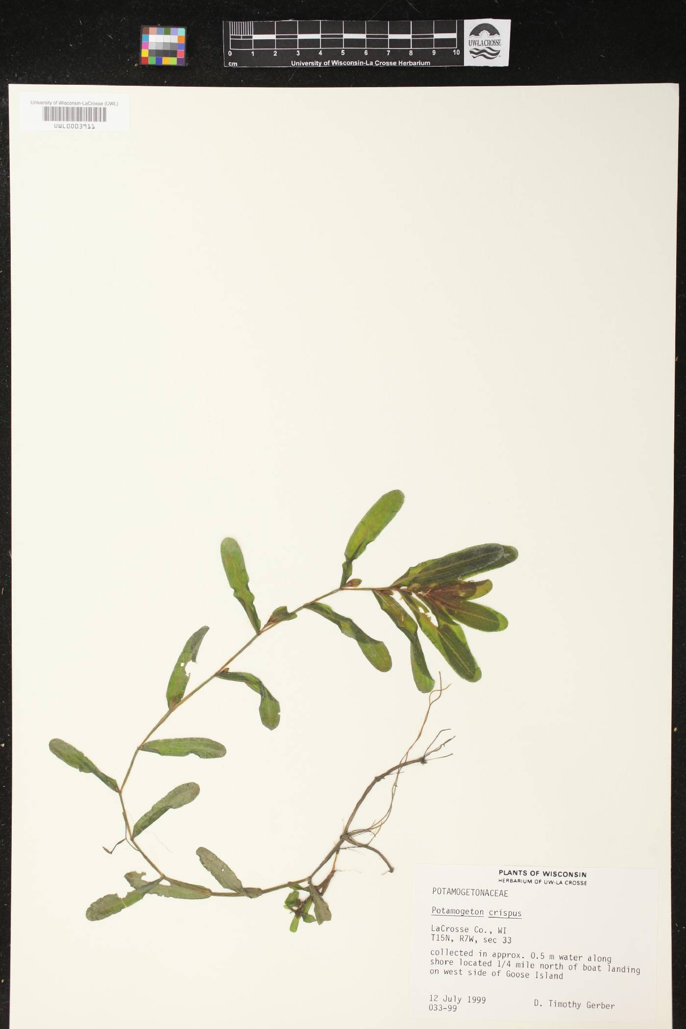 Potamogeton crispus image