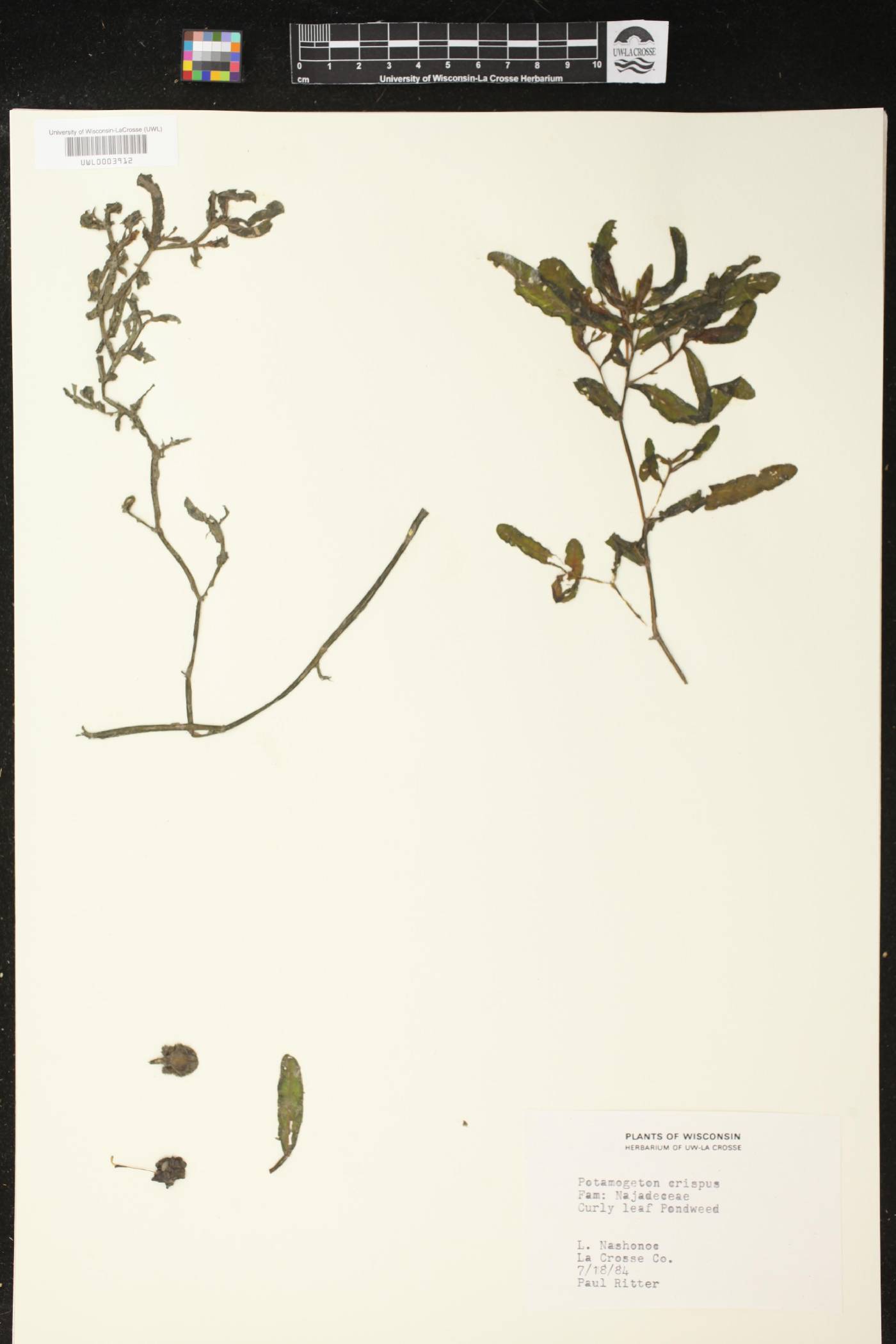 Potamogeton crispus image
