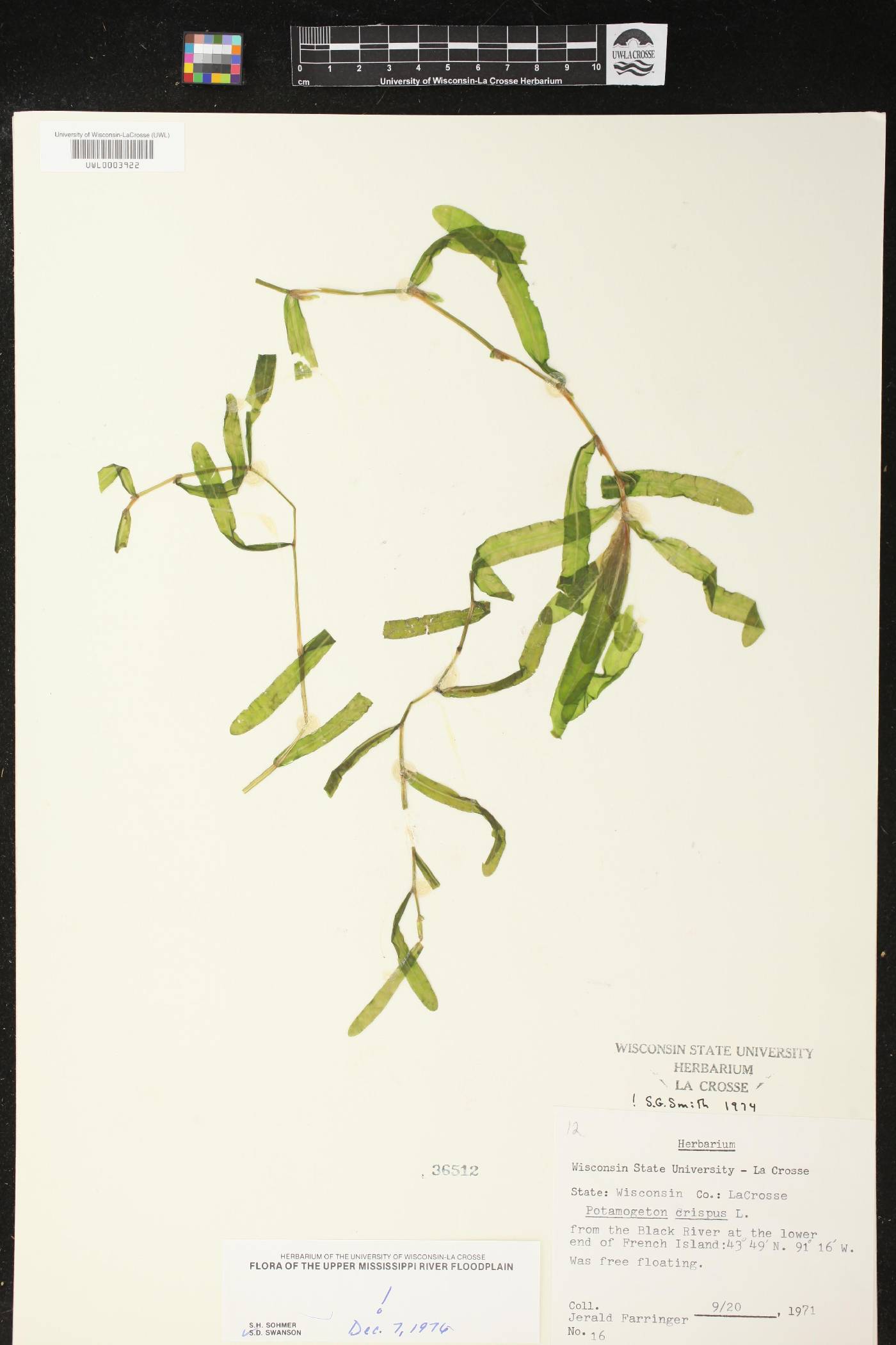 Potamogeton crispus image