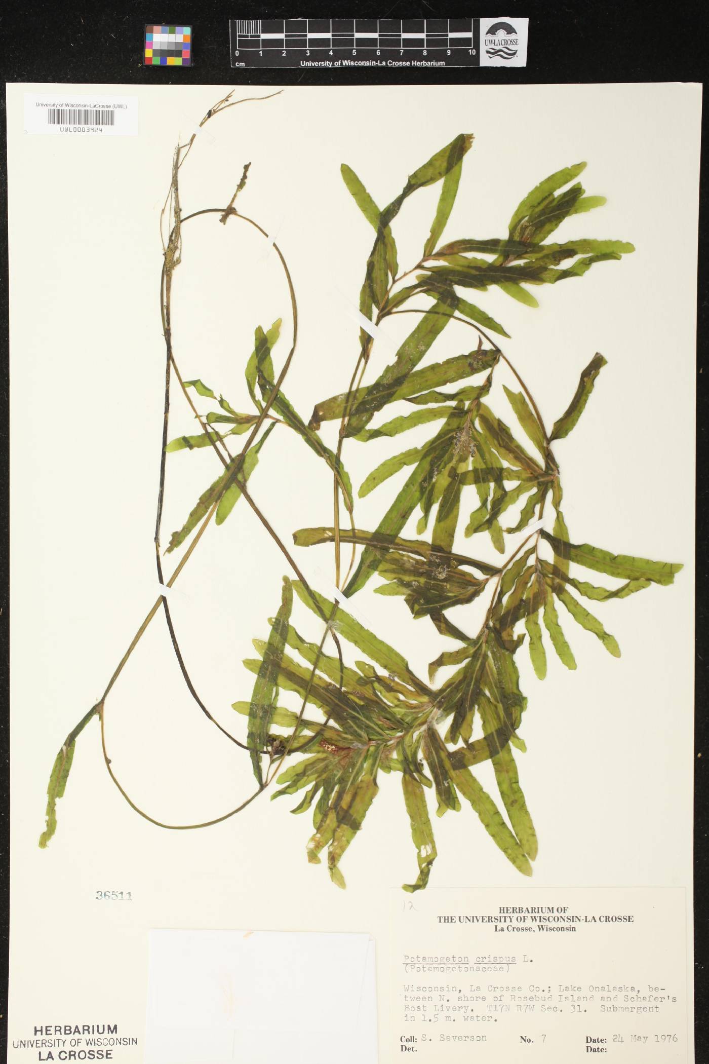 Potamogeton crispus image