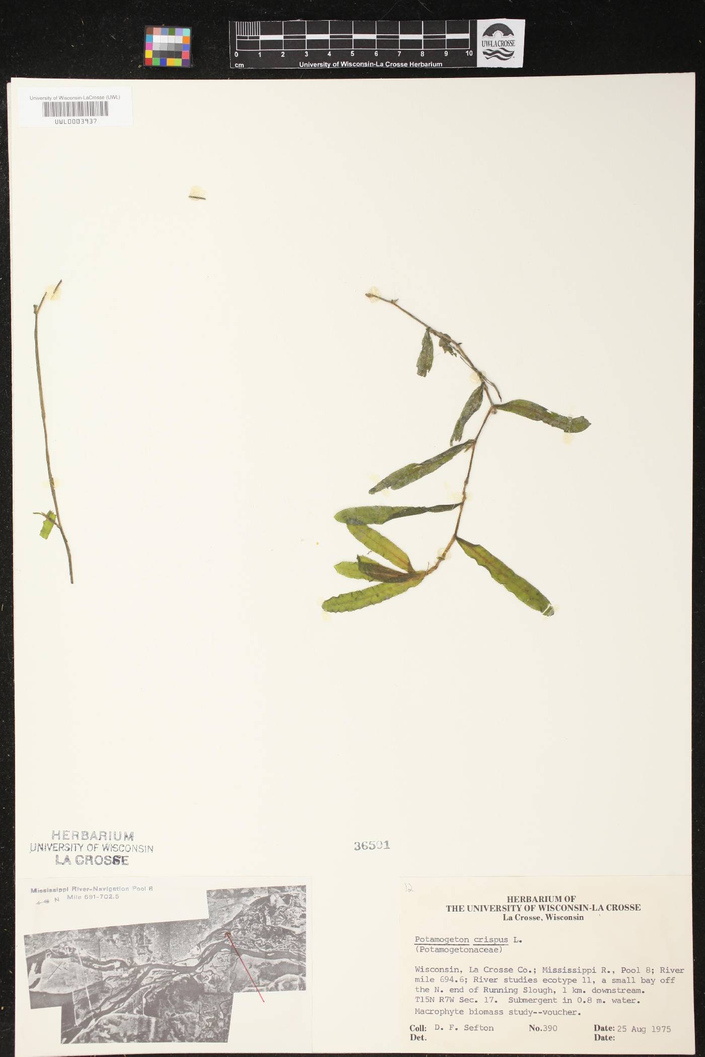 Potamogeton crispus image