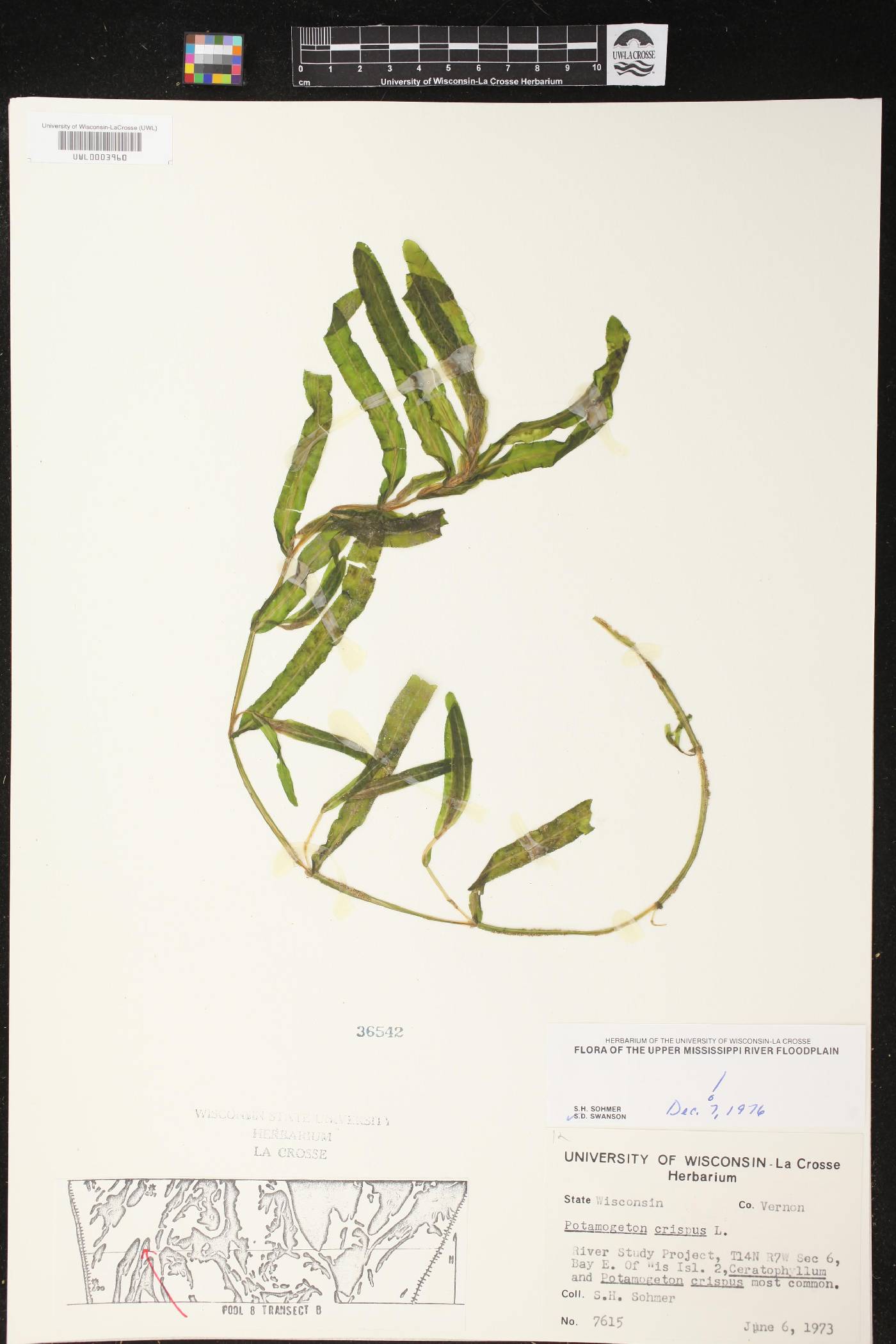 Potamogeton crispus image