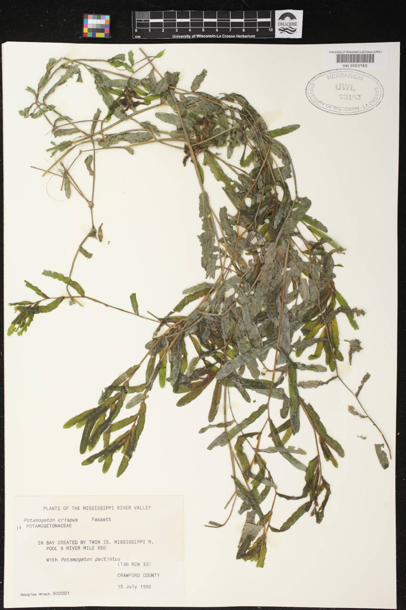 Potamogeton crispus image