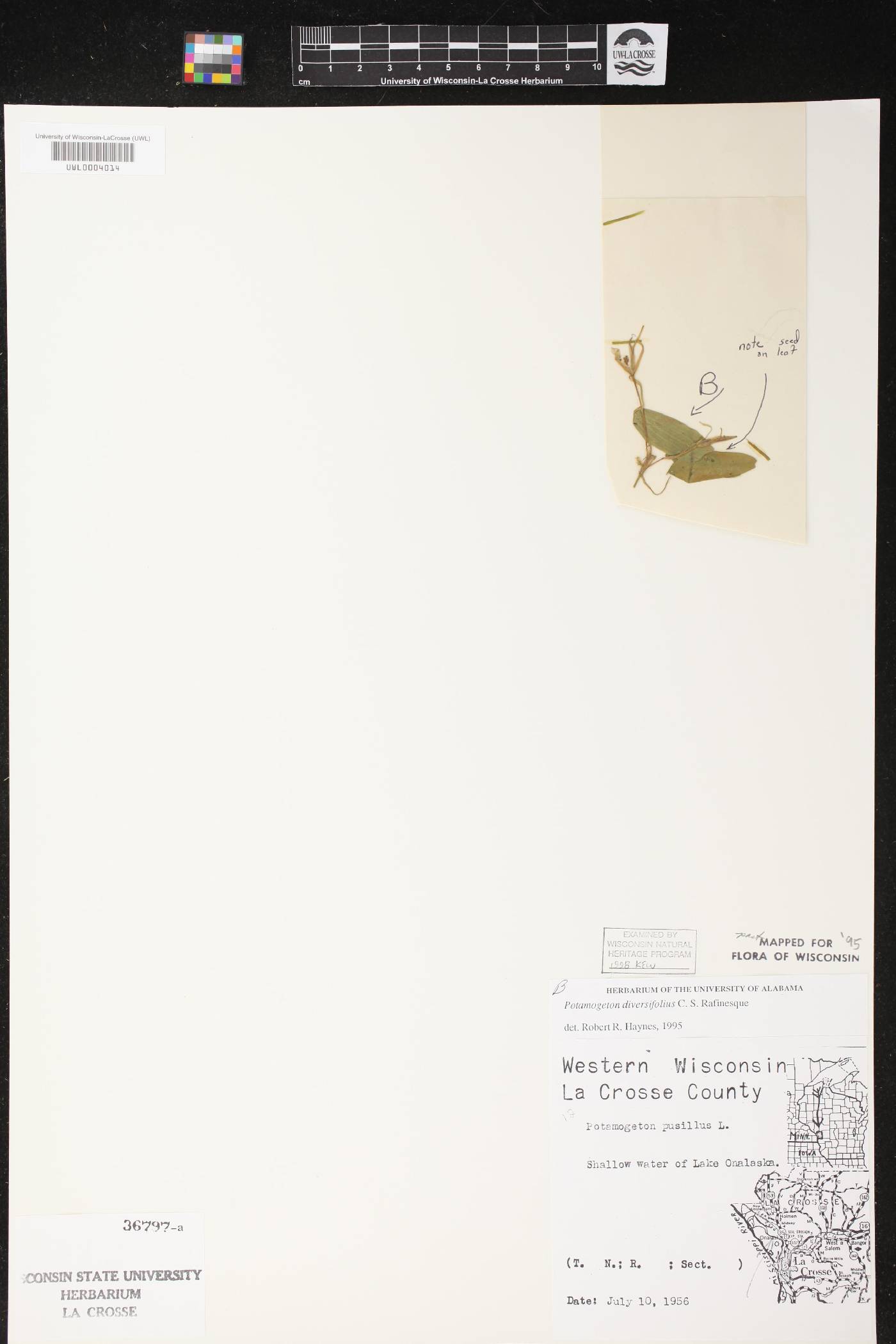 Potamogeton diversifolius image