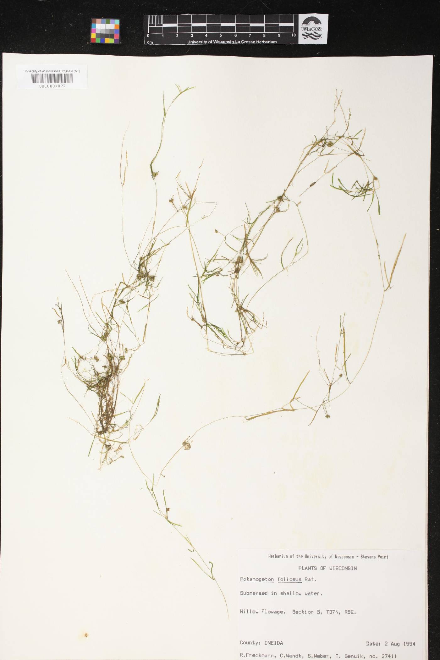Potamogeton foliosus image