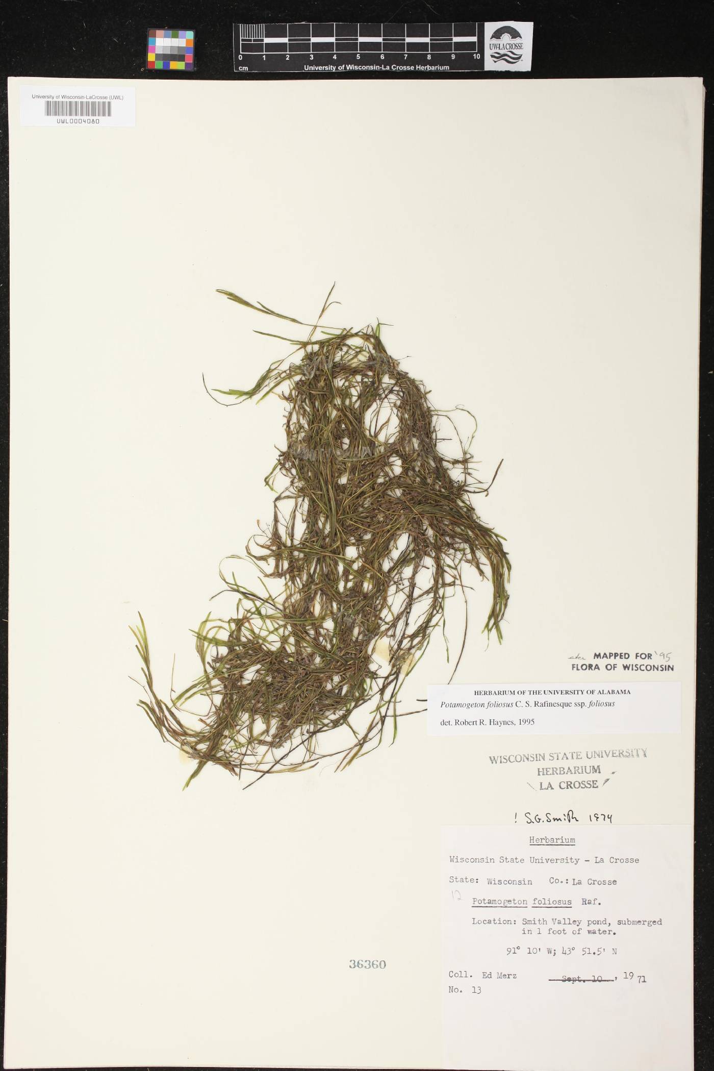 Potamogeton foliosus subsp. foliosus image
