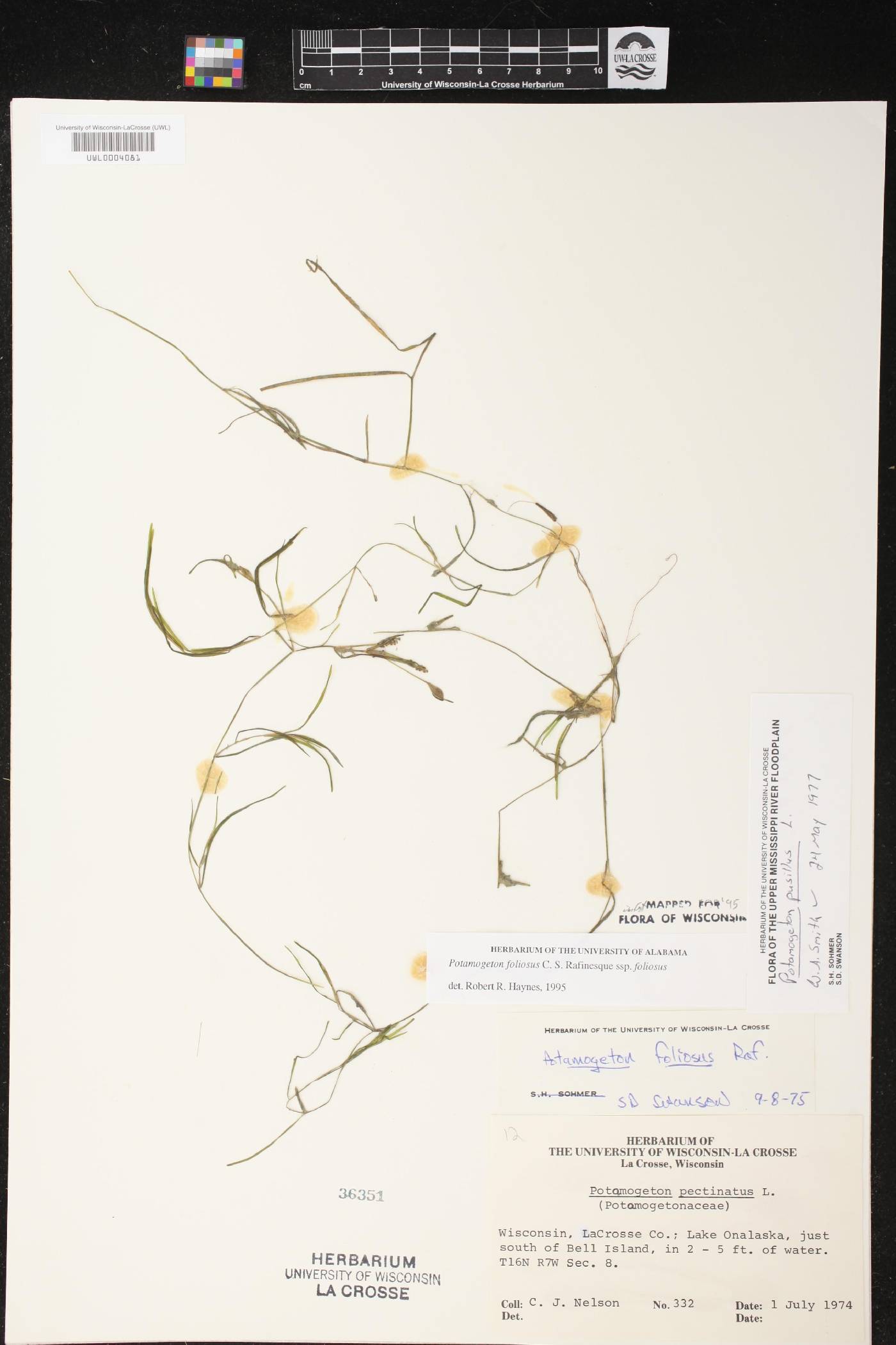Potamogeton foliosus subsp. foliosus image