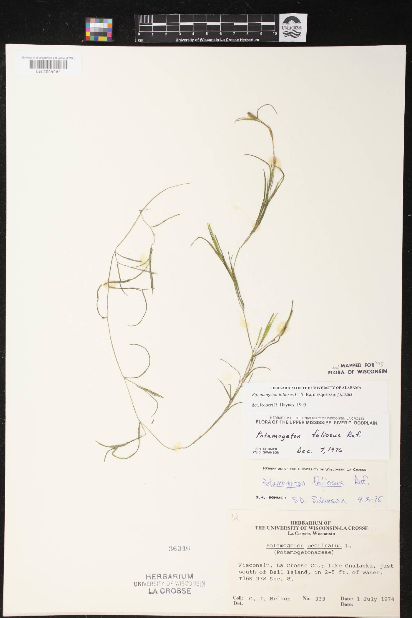 Potamogeton foliosus subsp. foliosus image