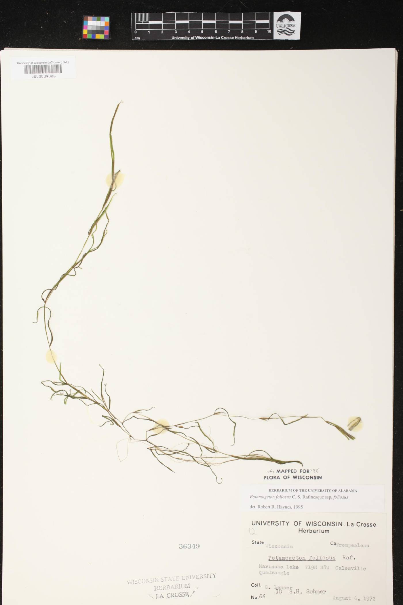 Potamogeton foliosus subsp. foliosus image