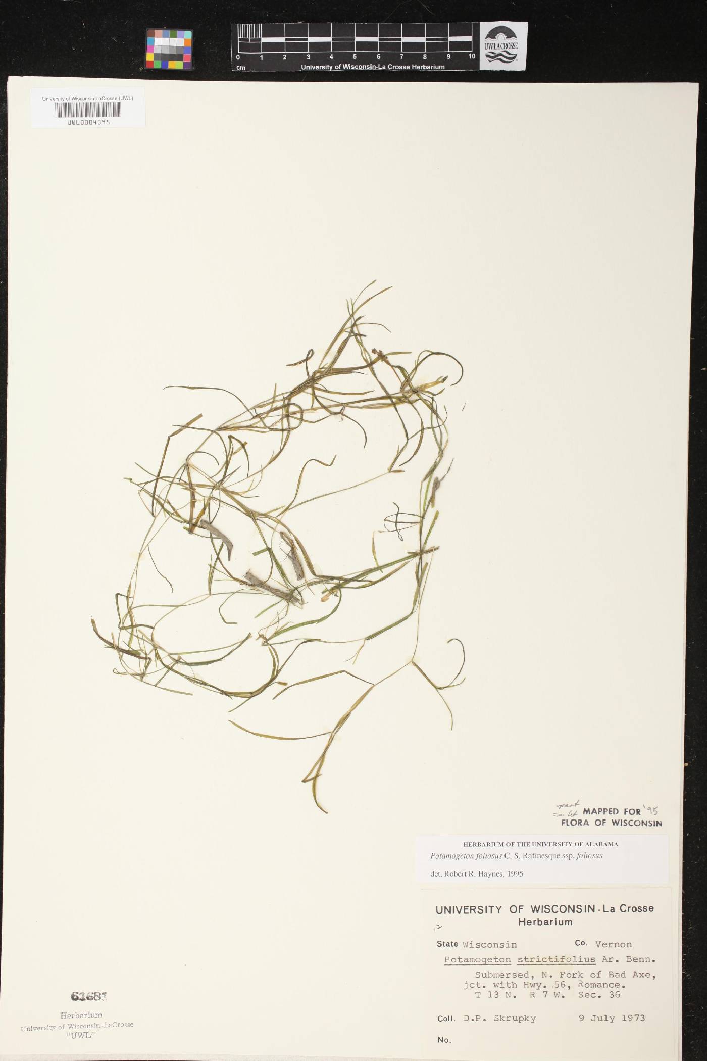 Potamogeton foliosus subsp. foliosus image