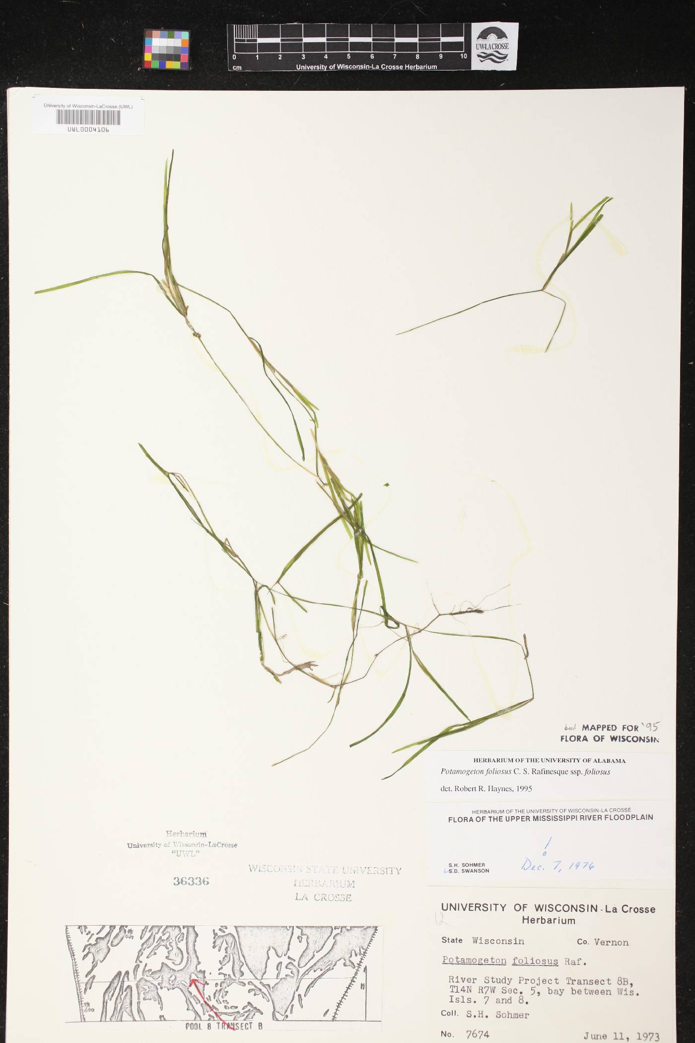 Potamogeton foliosus subsp. foliosus image