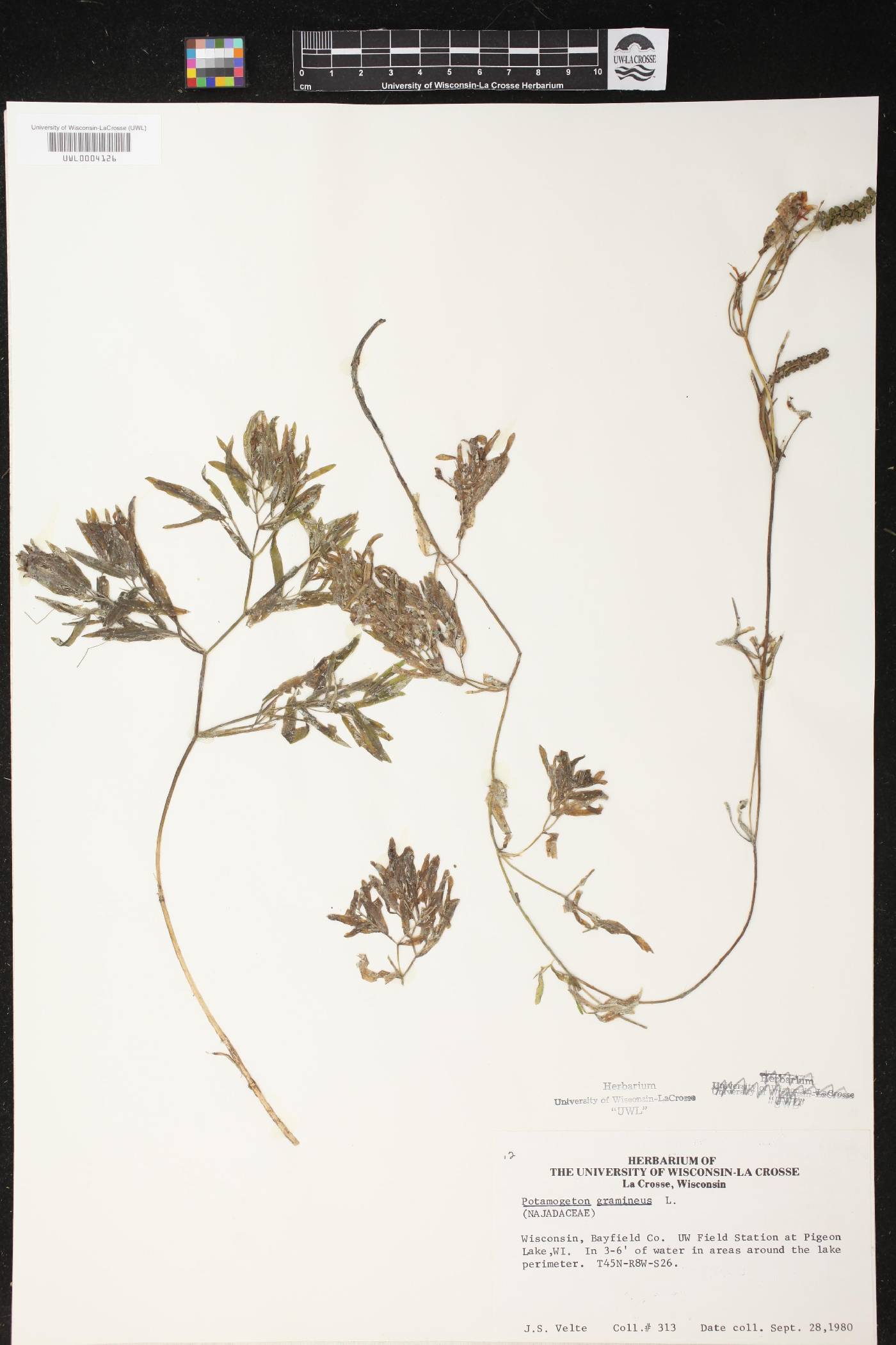 Potamogeton gramineus image