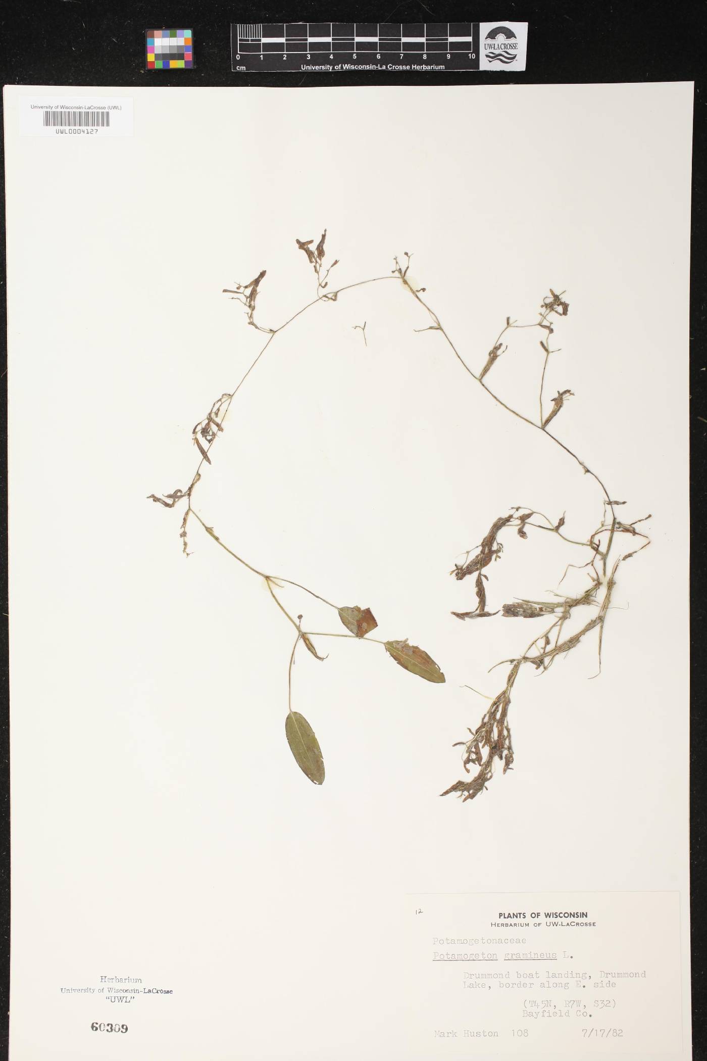 Potamogeton gramineus image