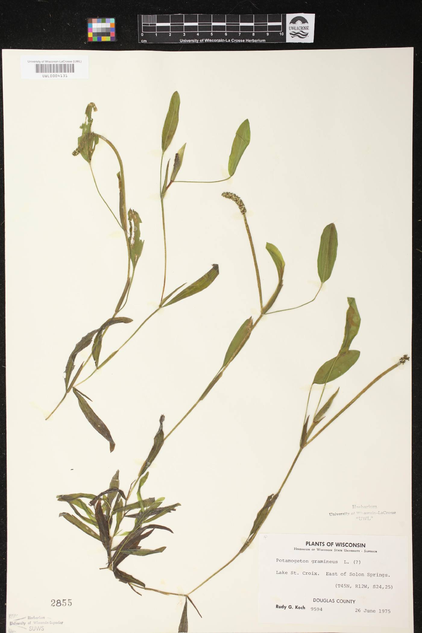 Potamogeton gramineus image