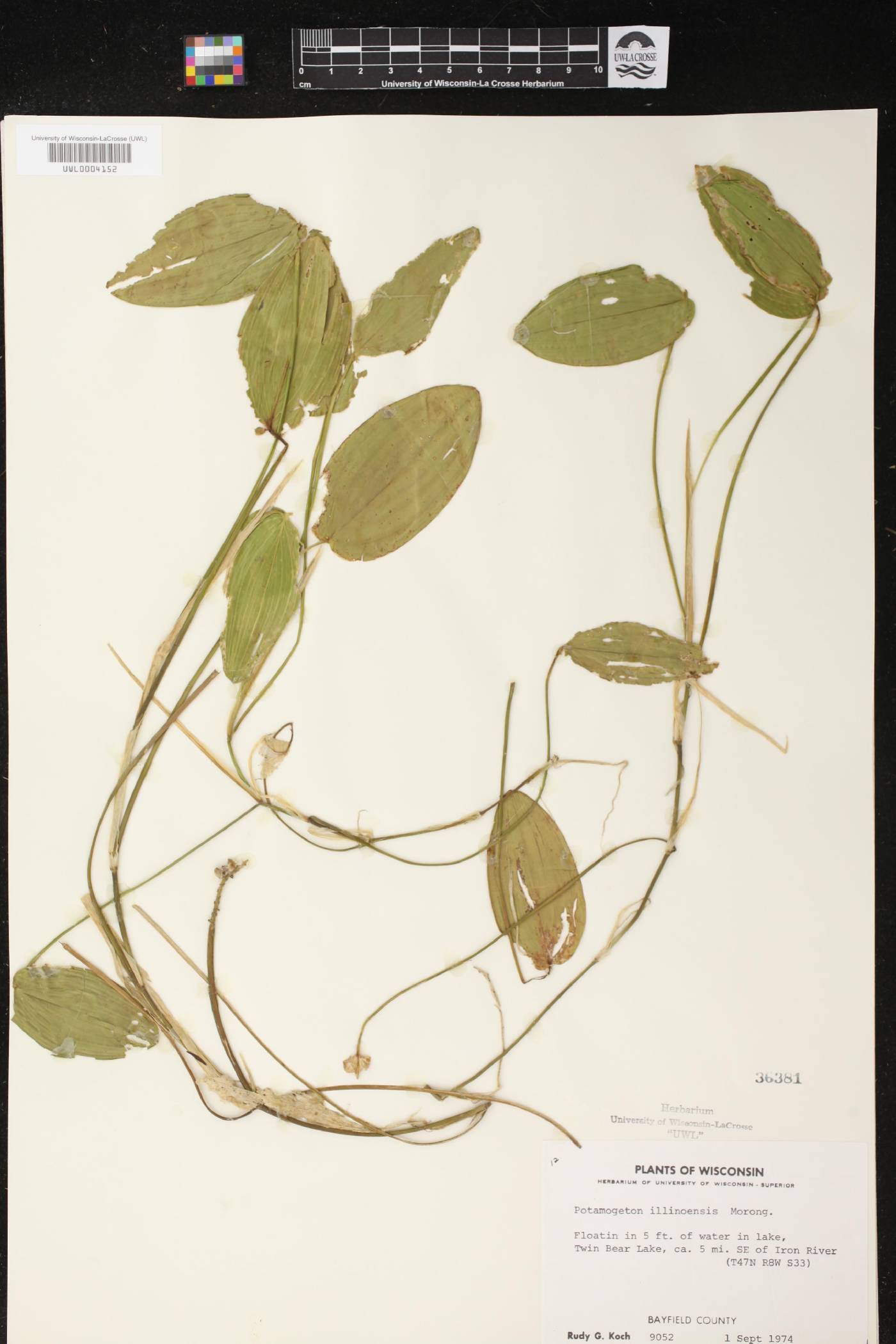 Potamogeton illinoensis image