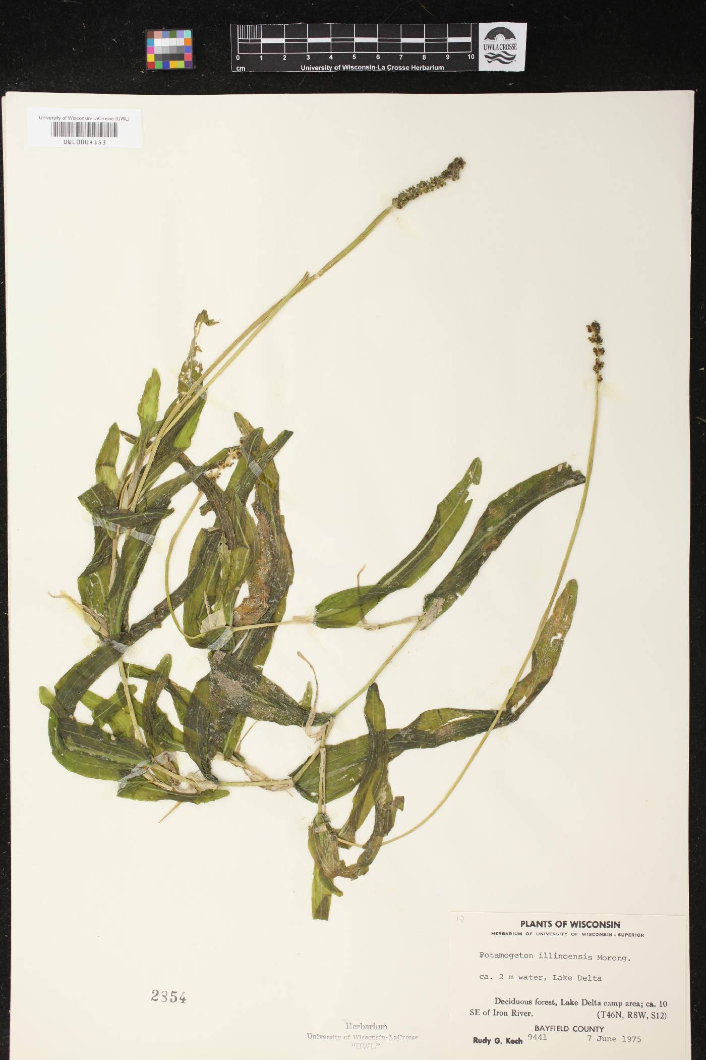 Potamogeton illinoensis image