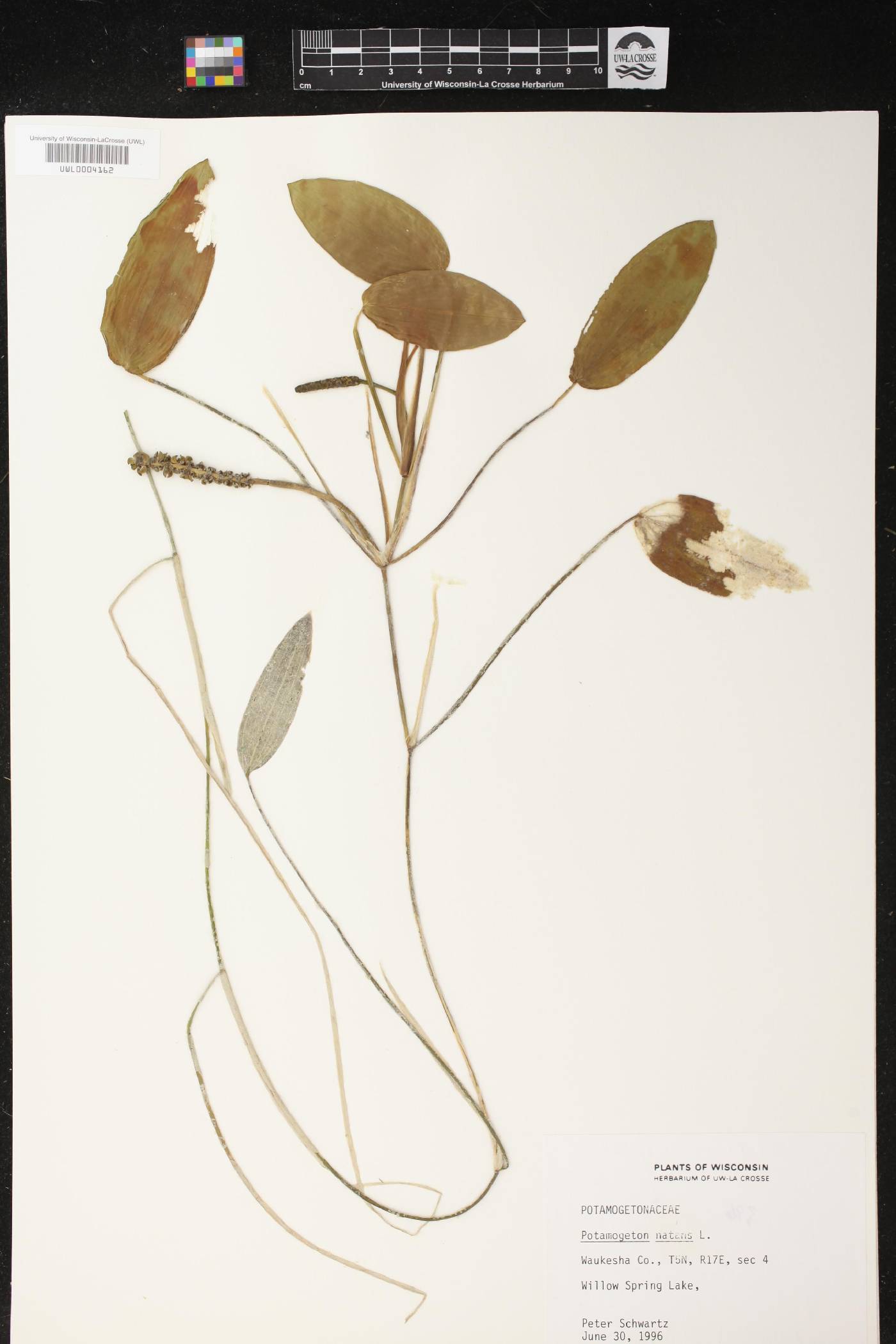 Potamogeton natans image