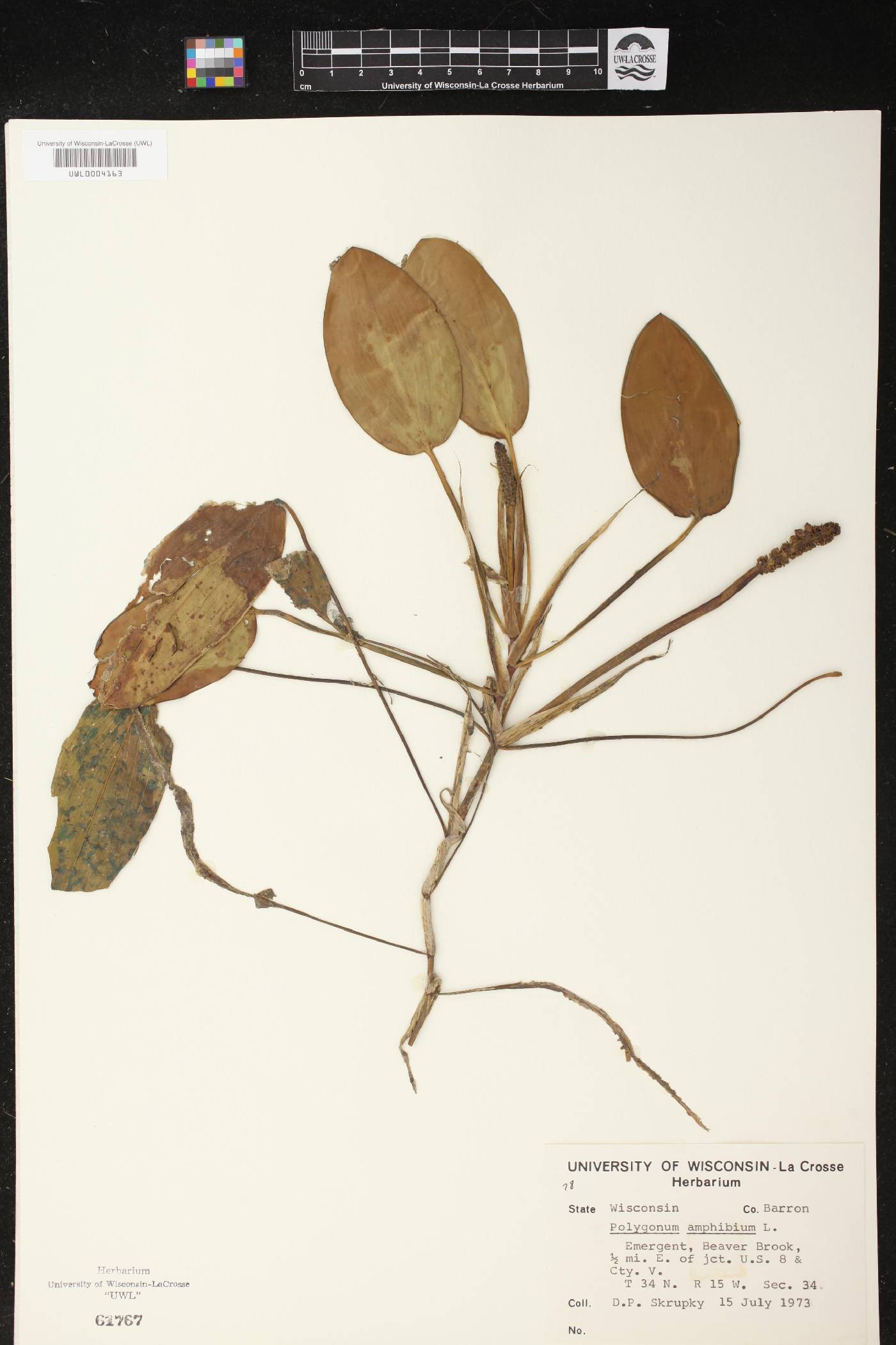 Potamogeton natans image