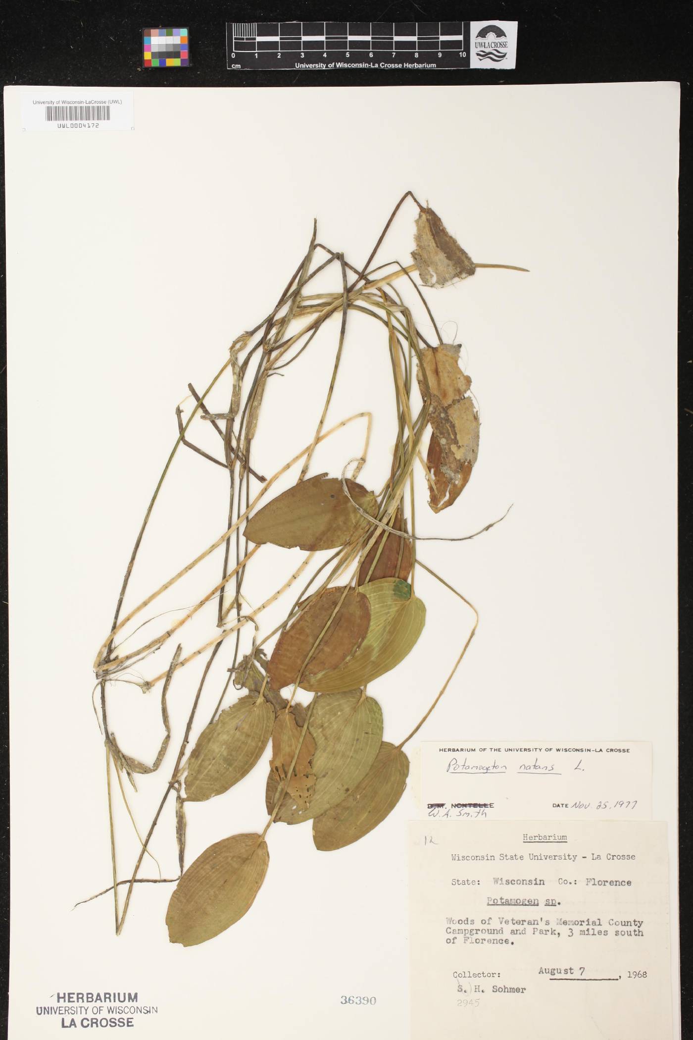 Potamogeton natans image