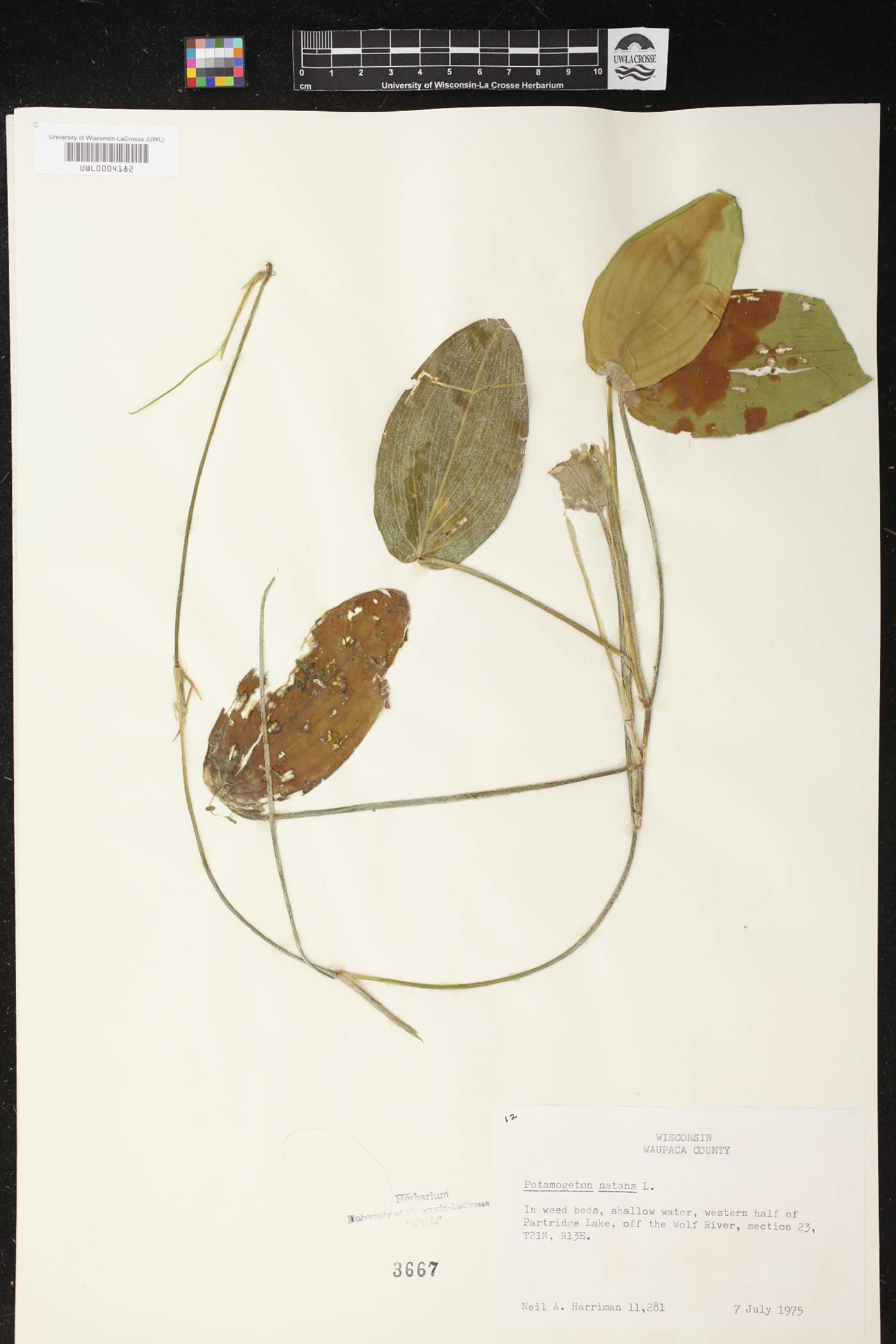 Potamogeton natans image