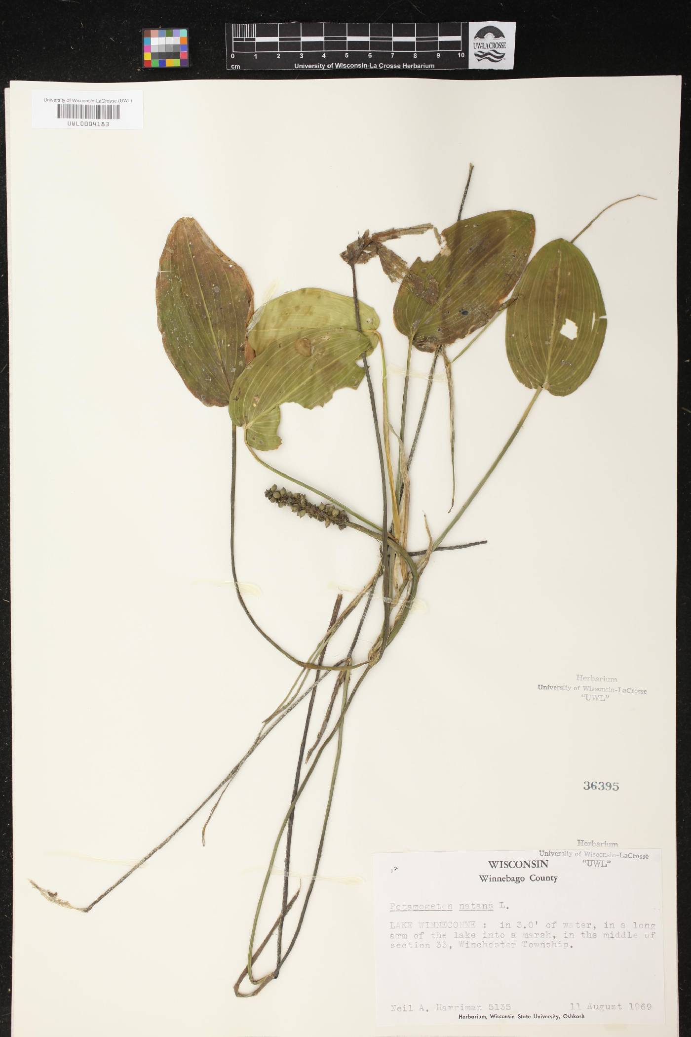 Potamogeton natans image