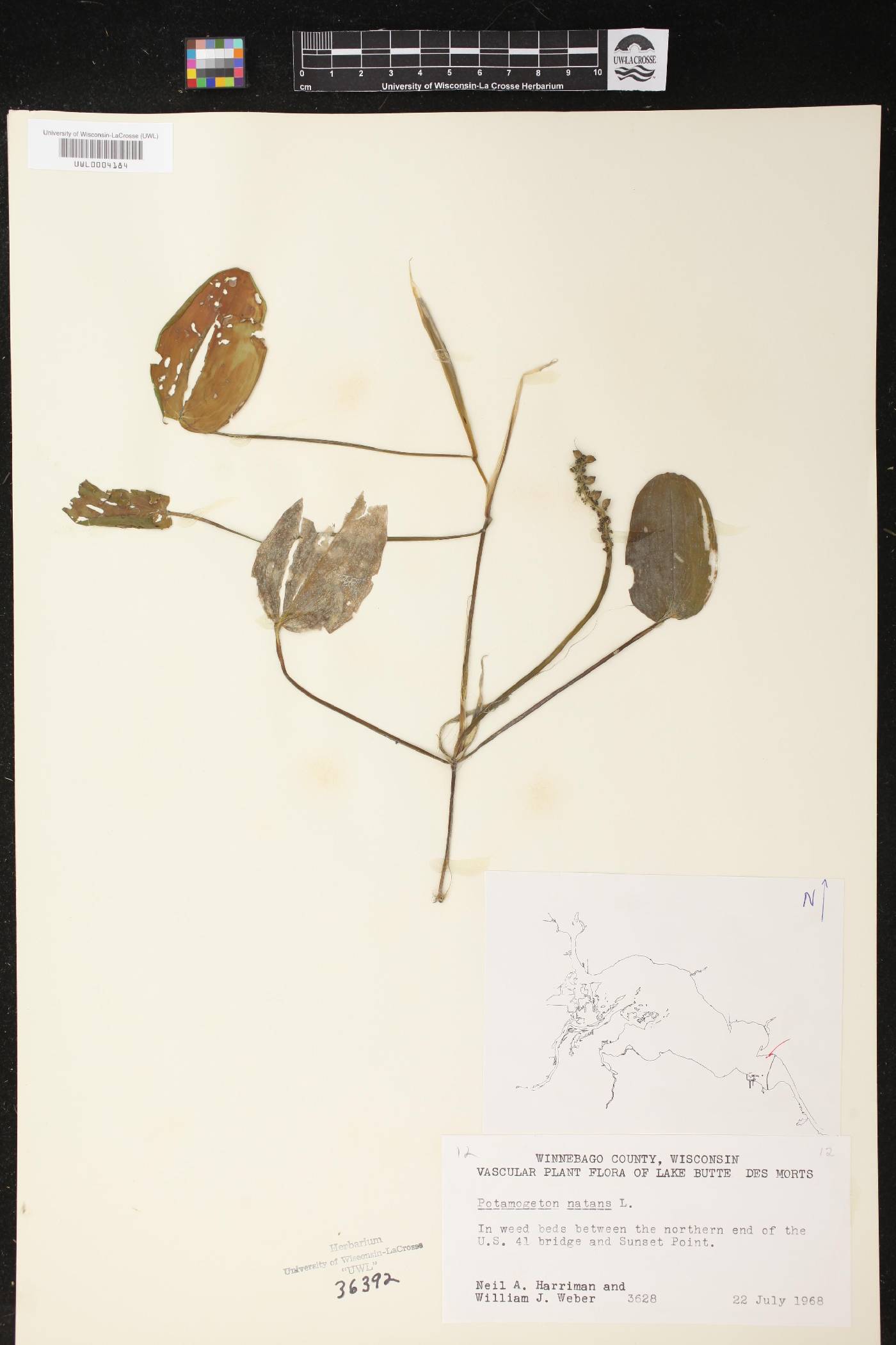 Potamogeton natans image