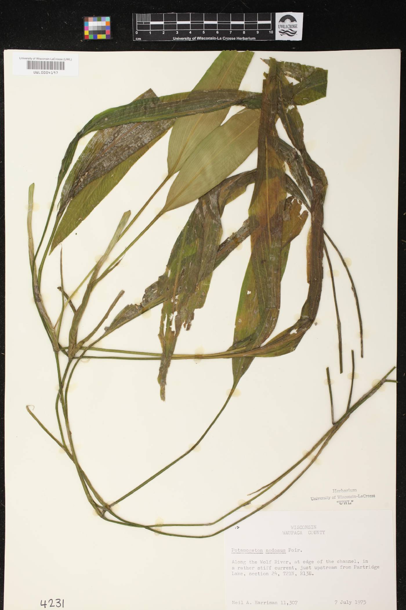 Potamogeton nodosus image