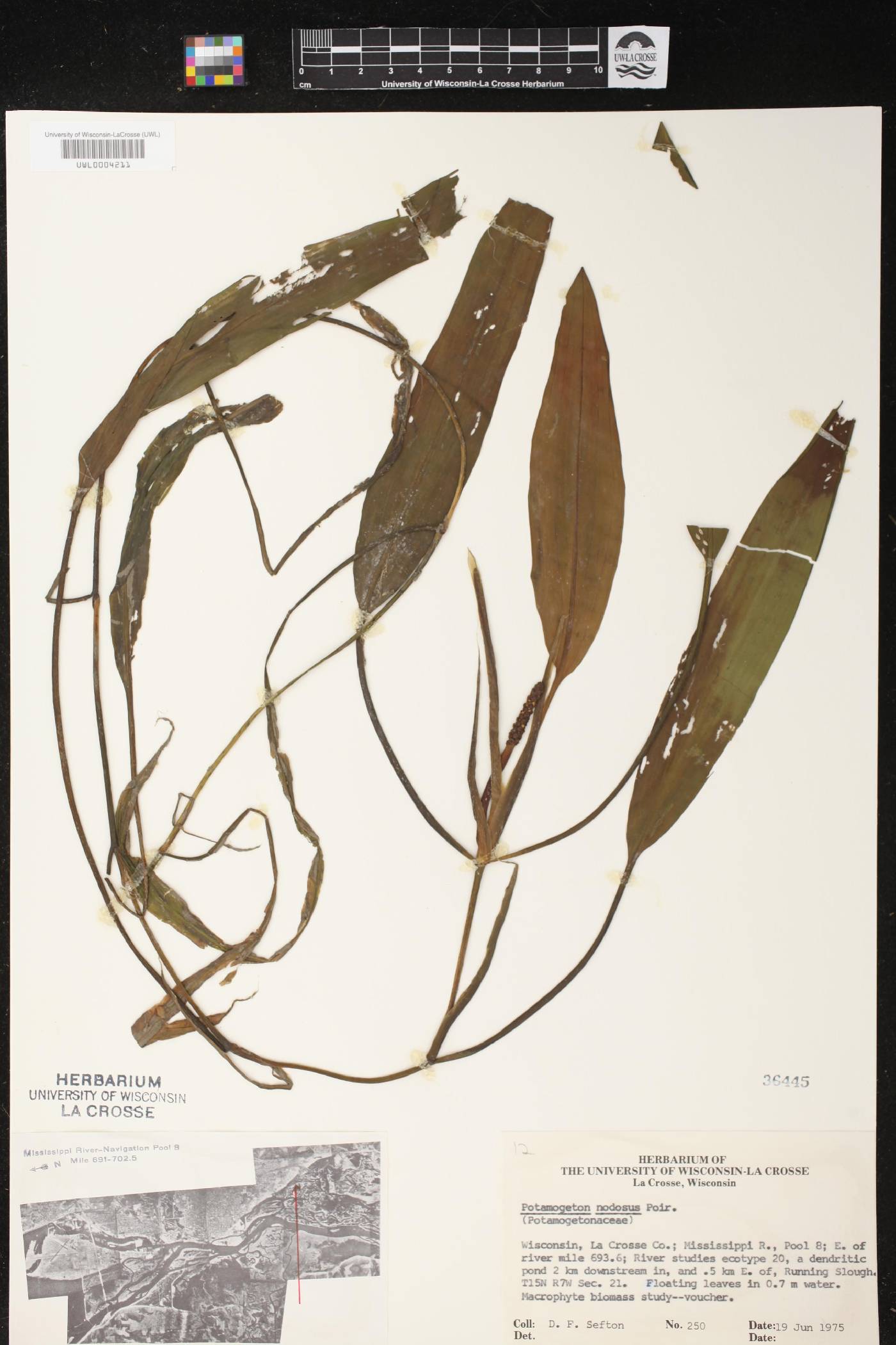 Potamogeton nodosus image