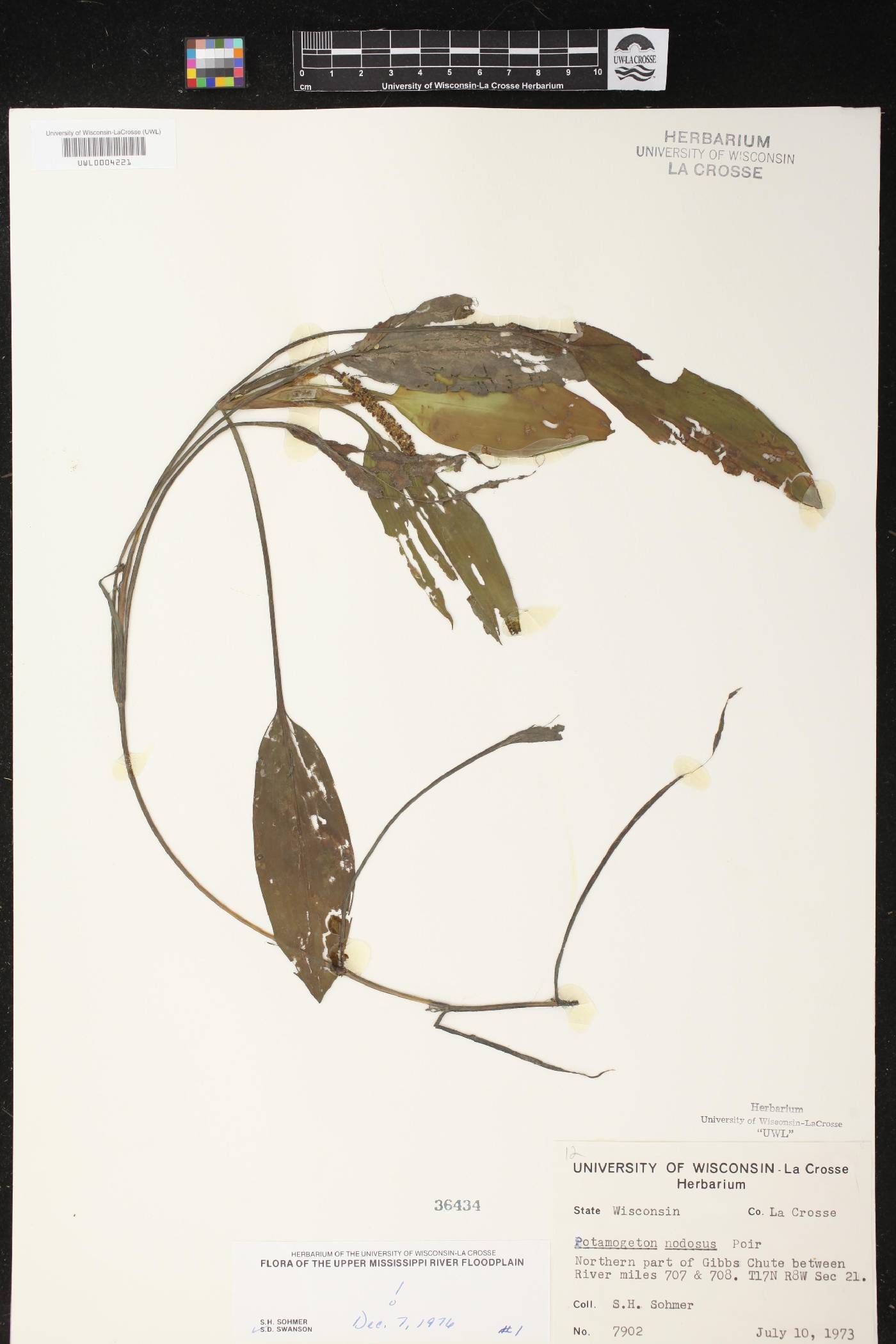 Potamogeton nodosus image