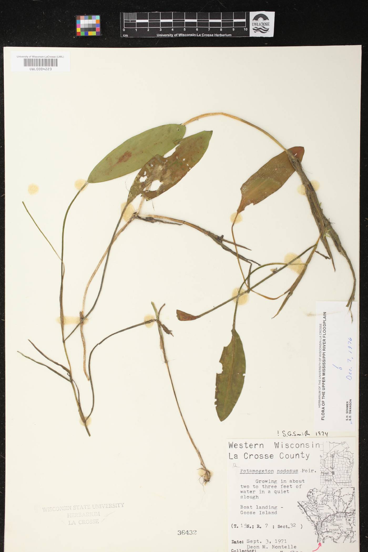 Potamogeton nodosus image