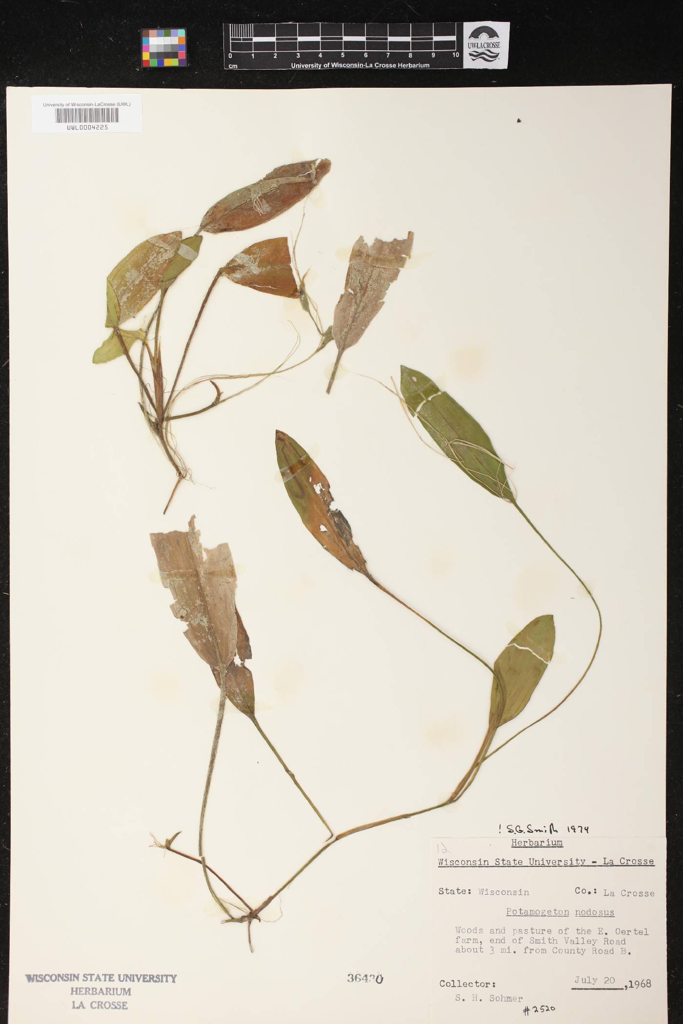 Potamogeton nodosus image