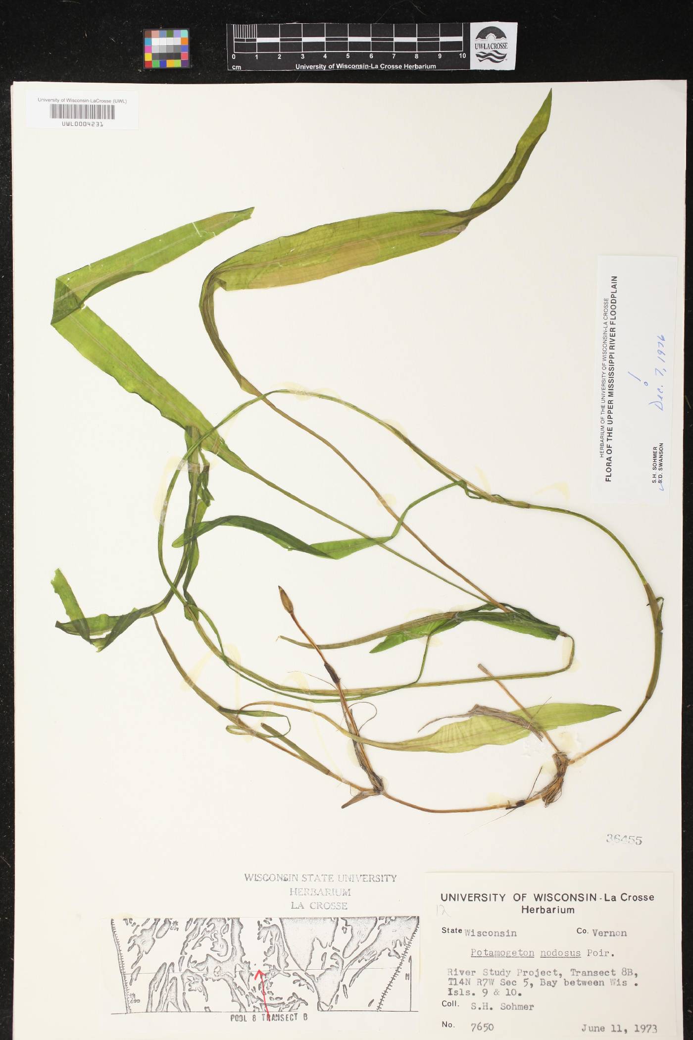 Potamogeton nodosus image
