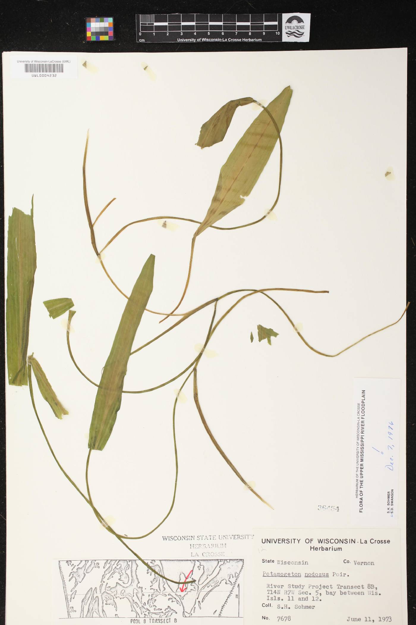 Potamogeton nodosus image