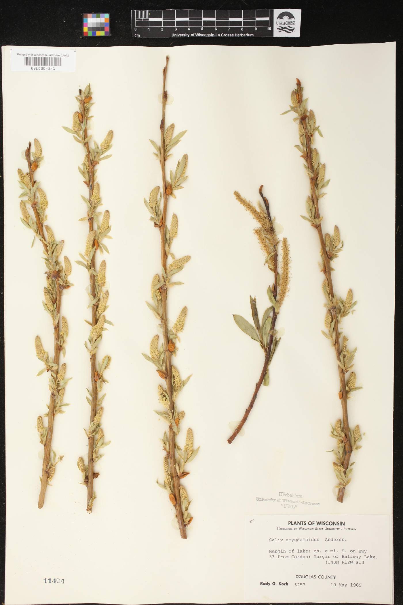 Salix amygdaloides image