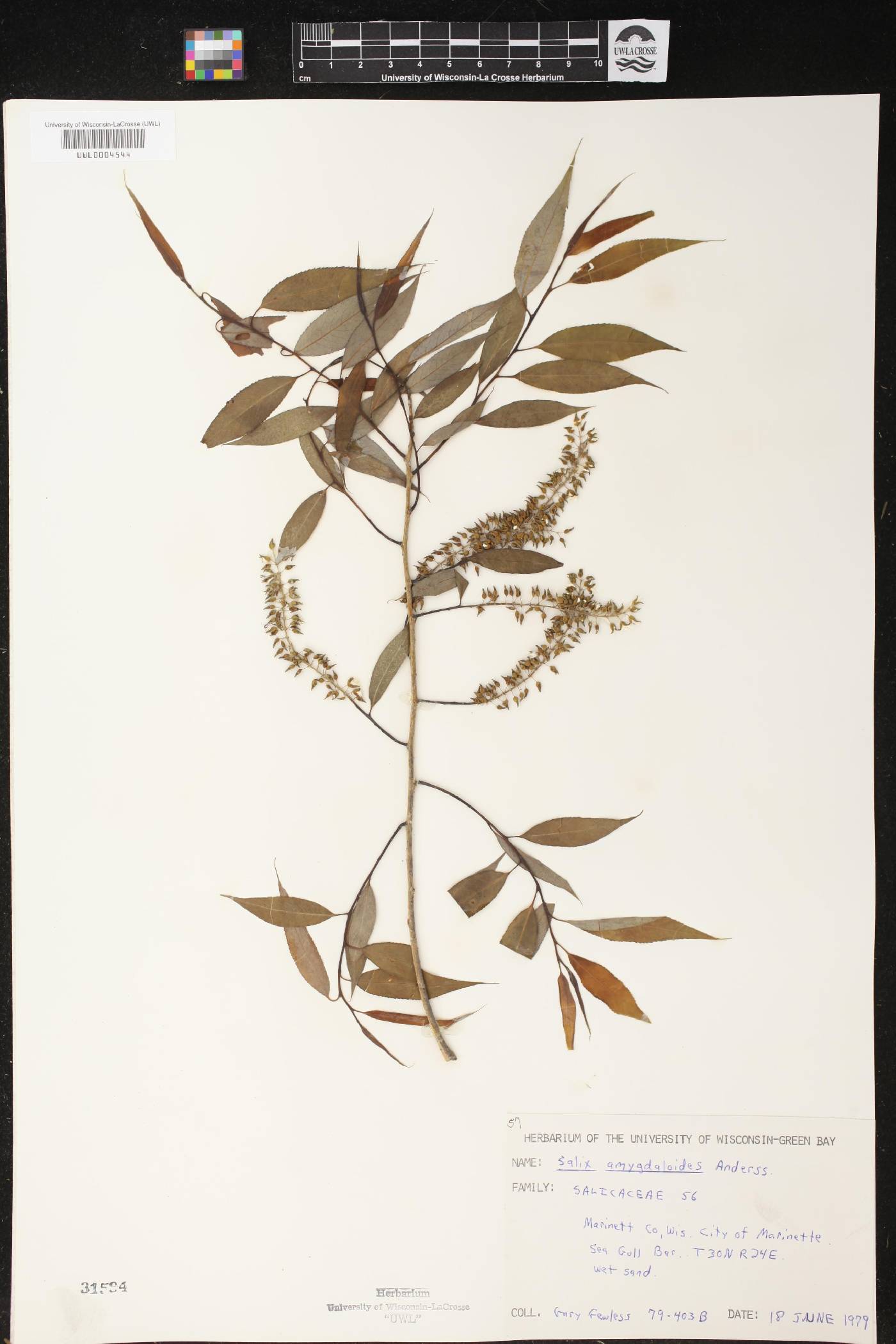 Salix amygdaloides image