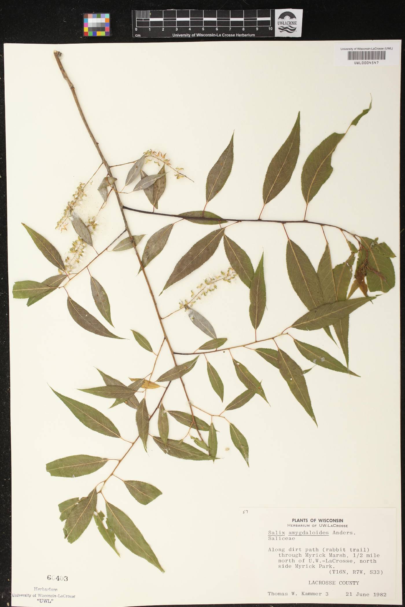 Salix amygdaloides image