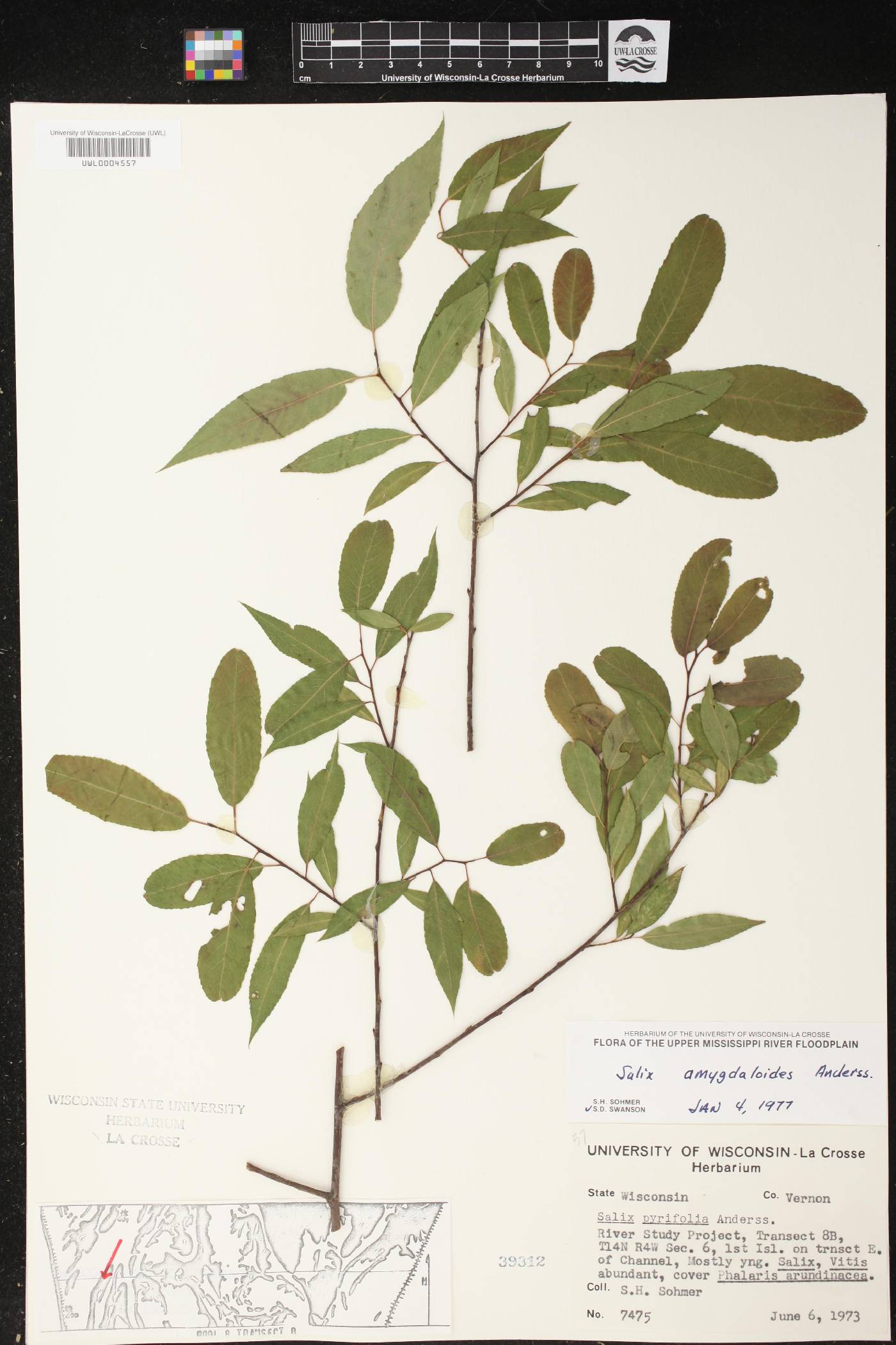 Salix amygdaloides image