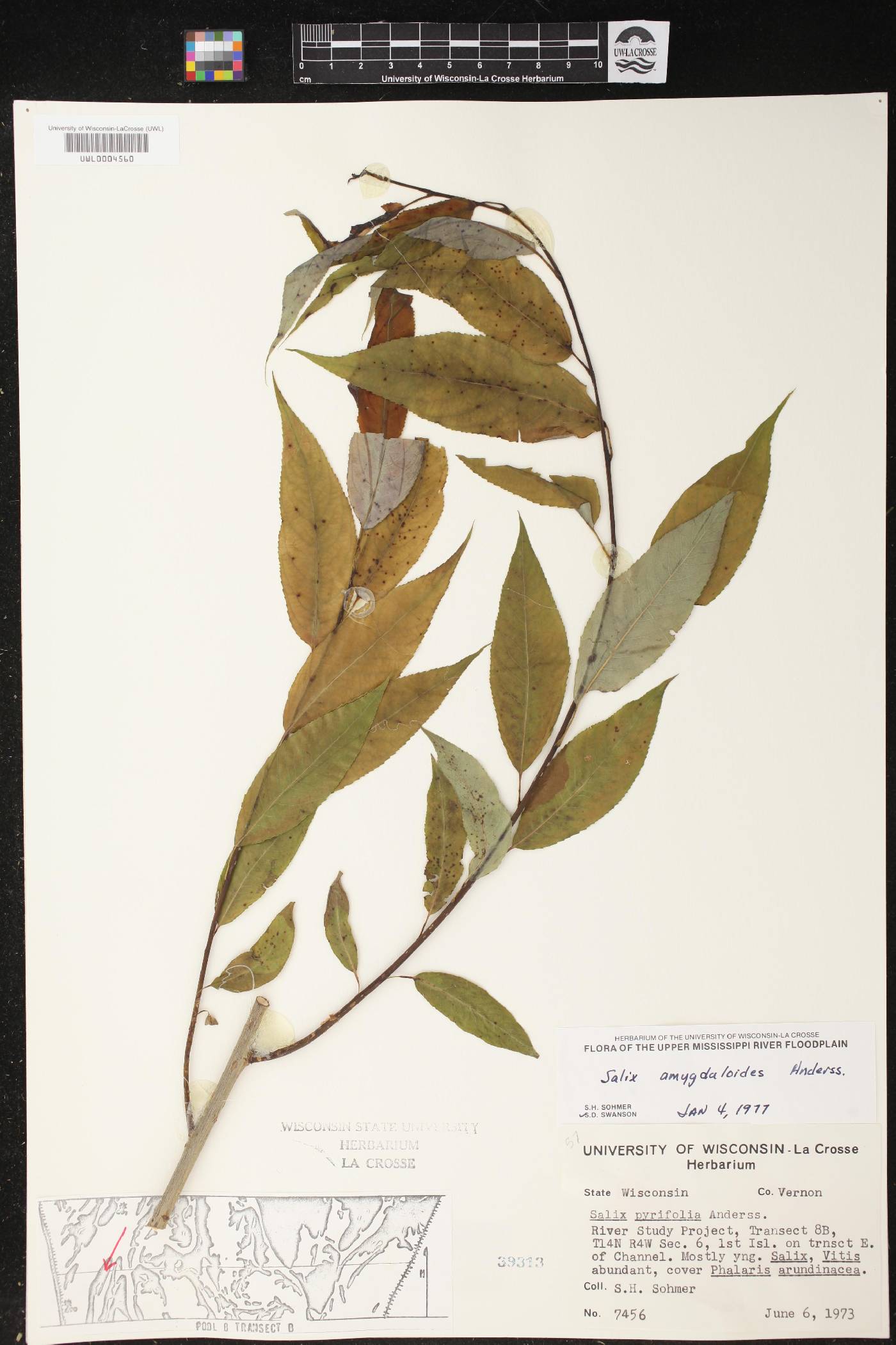 Salix amygdaloides image