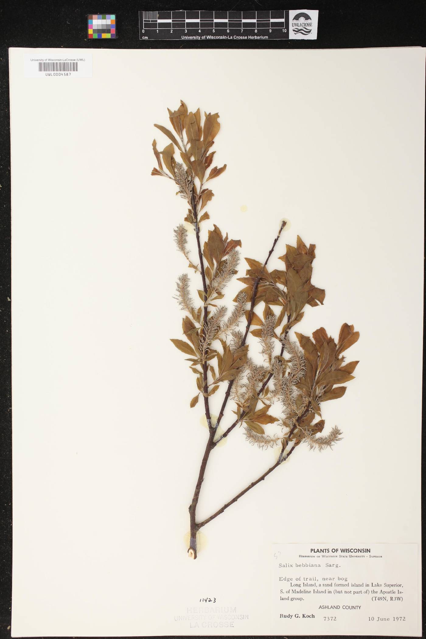 Salix bebbiana image