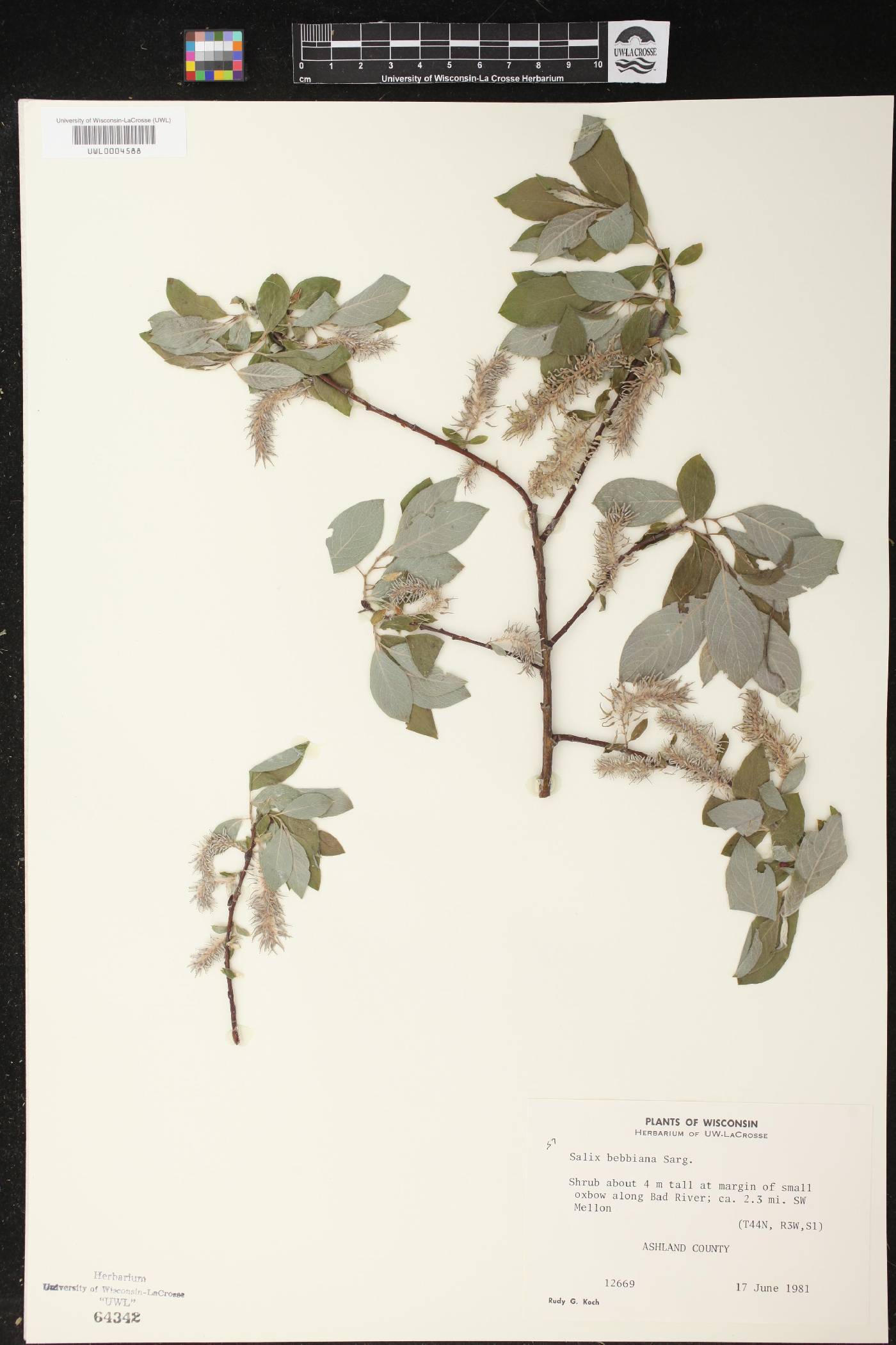 Salix bebbiana image