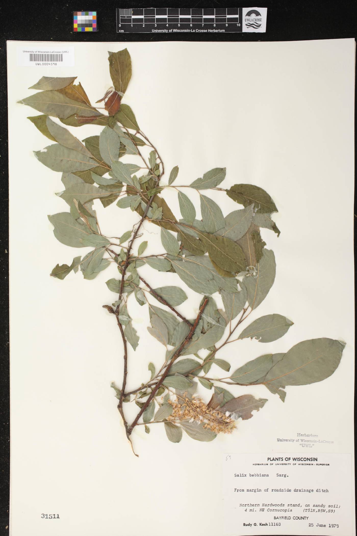 Salix bebbiana image