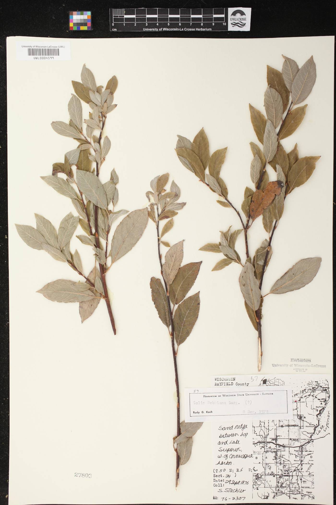 Salix bebbiana image