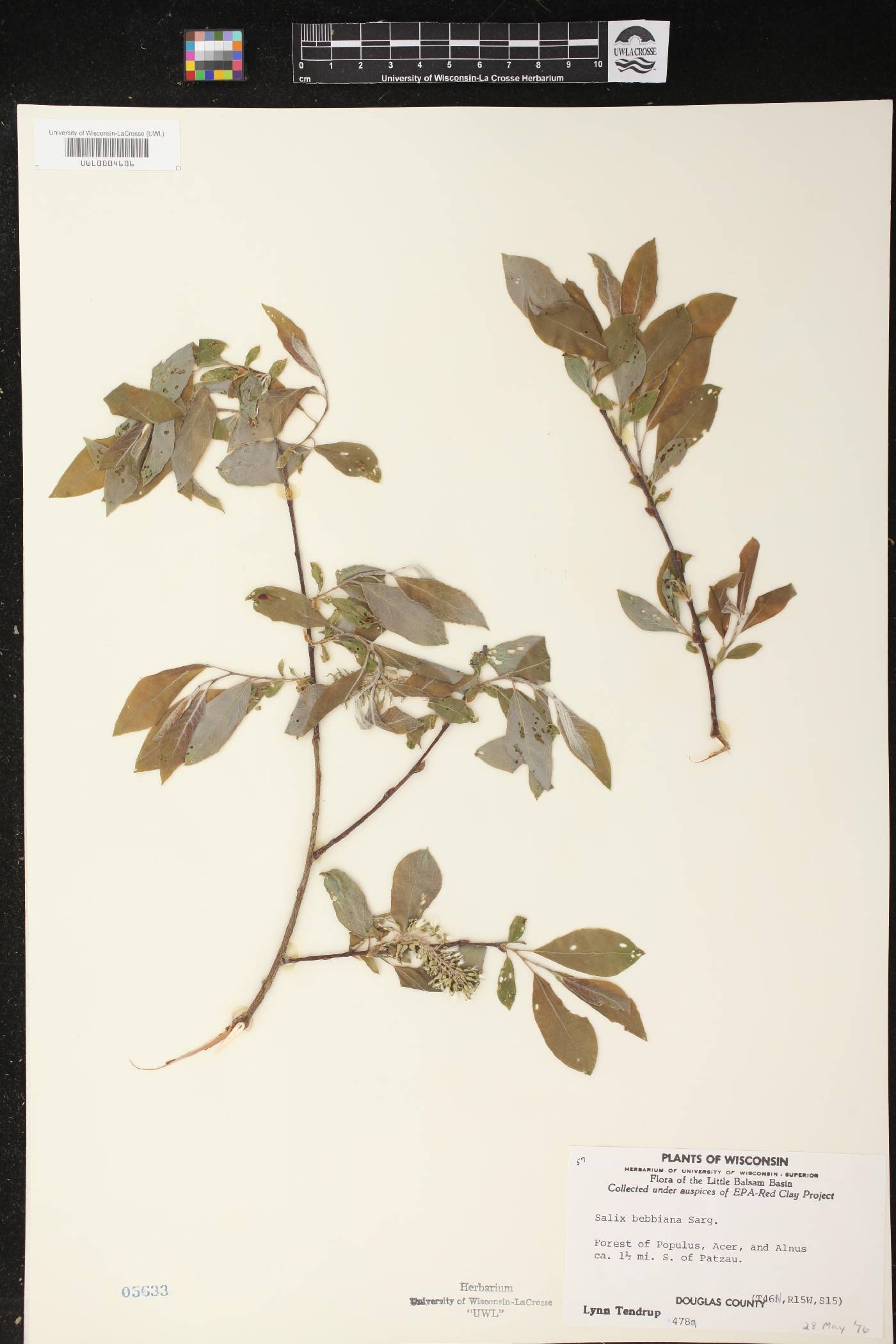 Salix bebbiana image