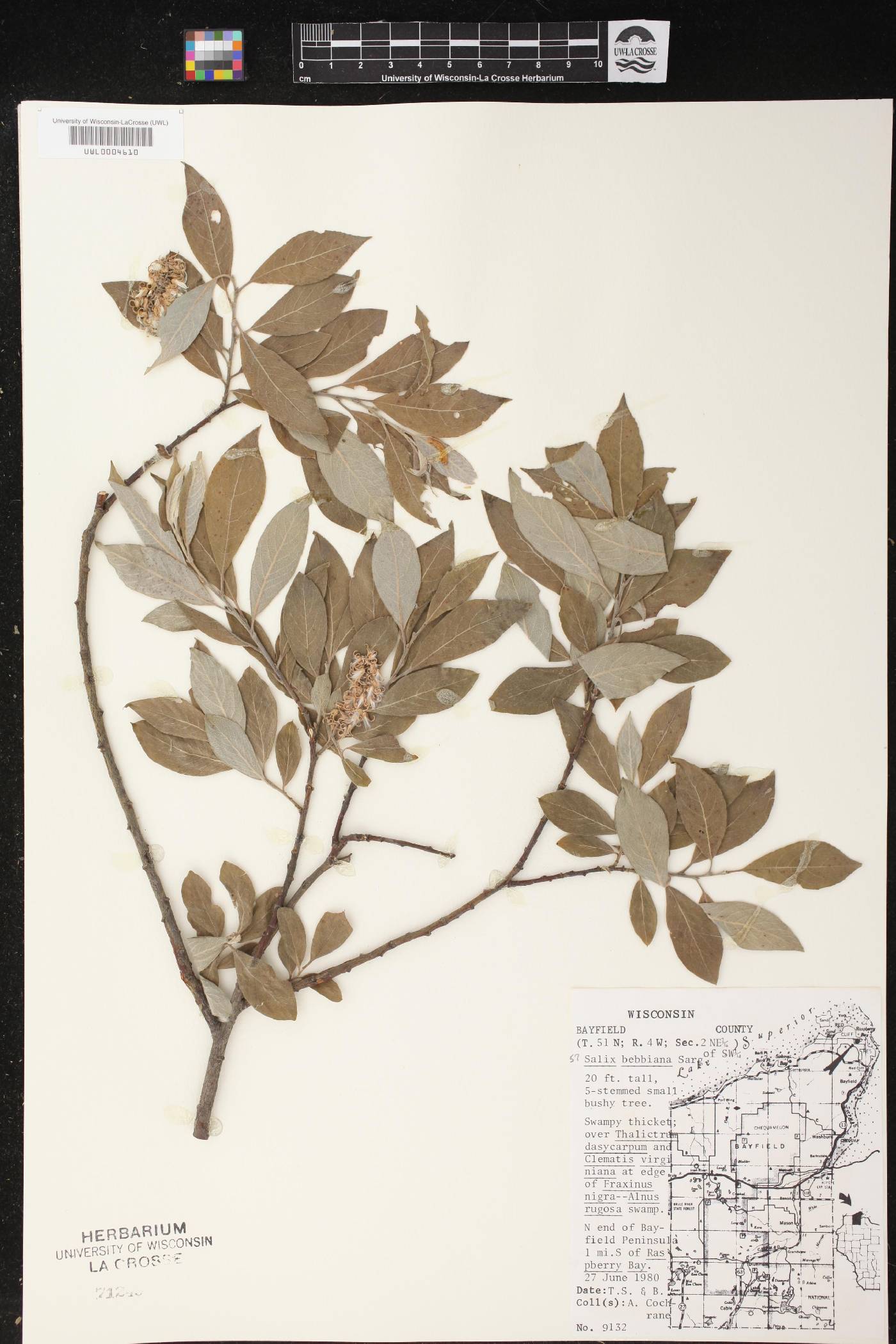 Salix bebbiana image