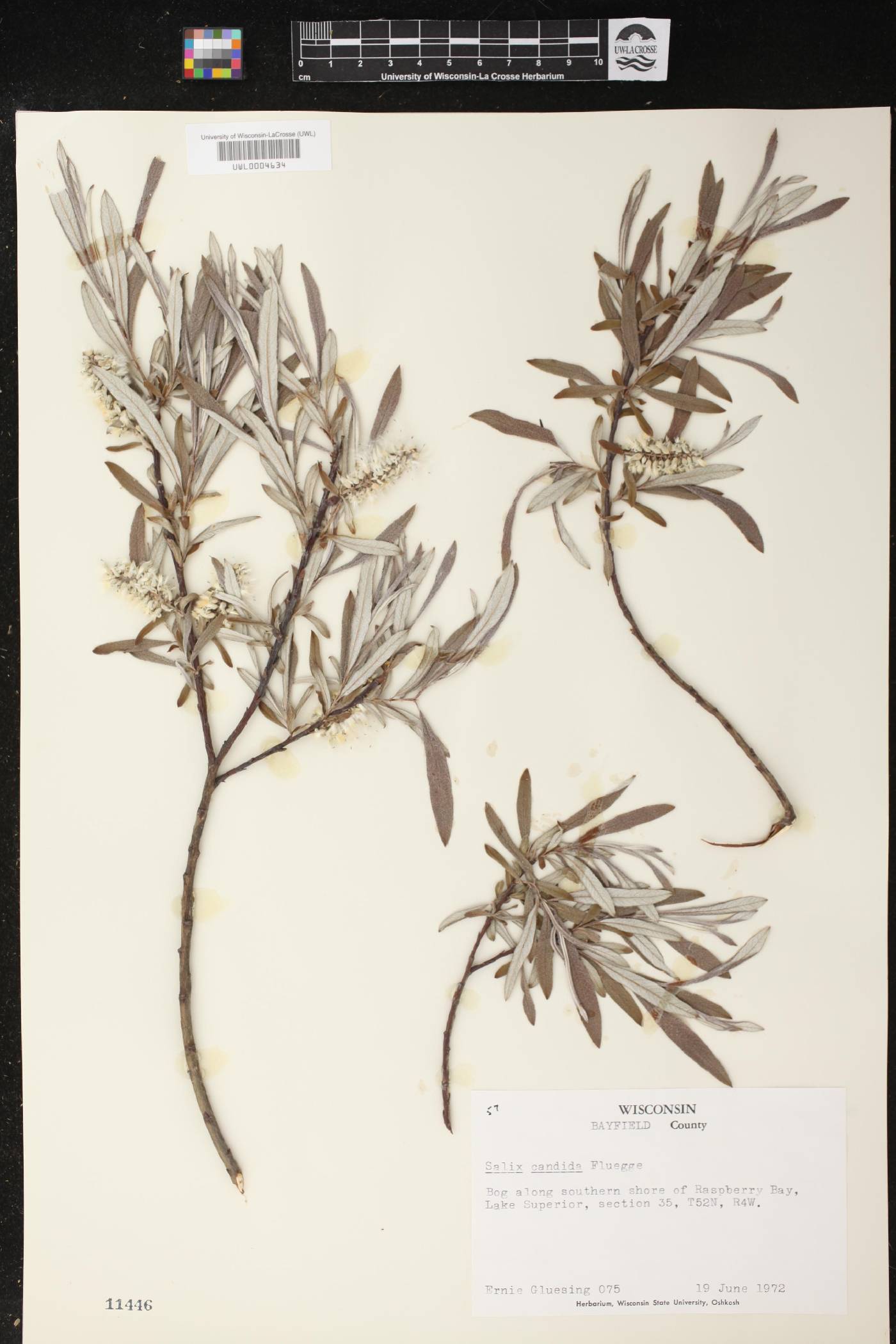 Salix candida image