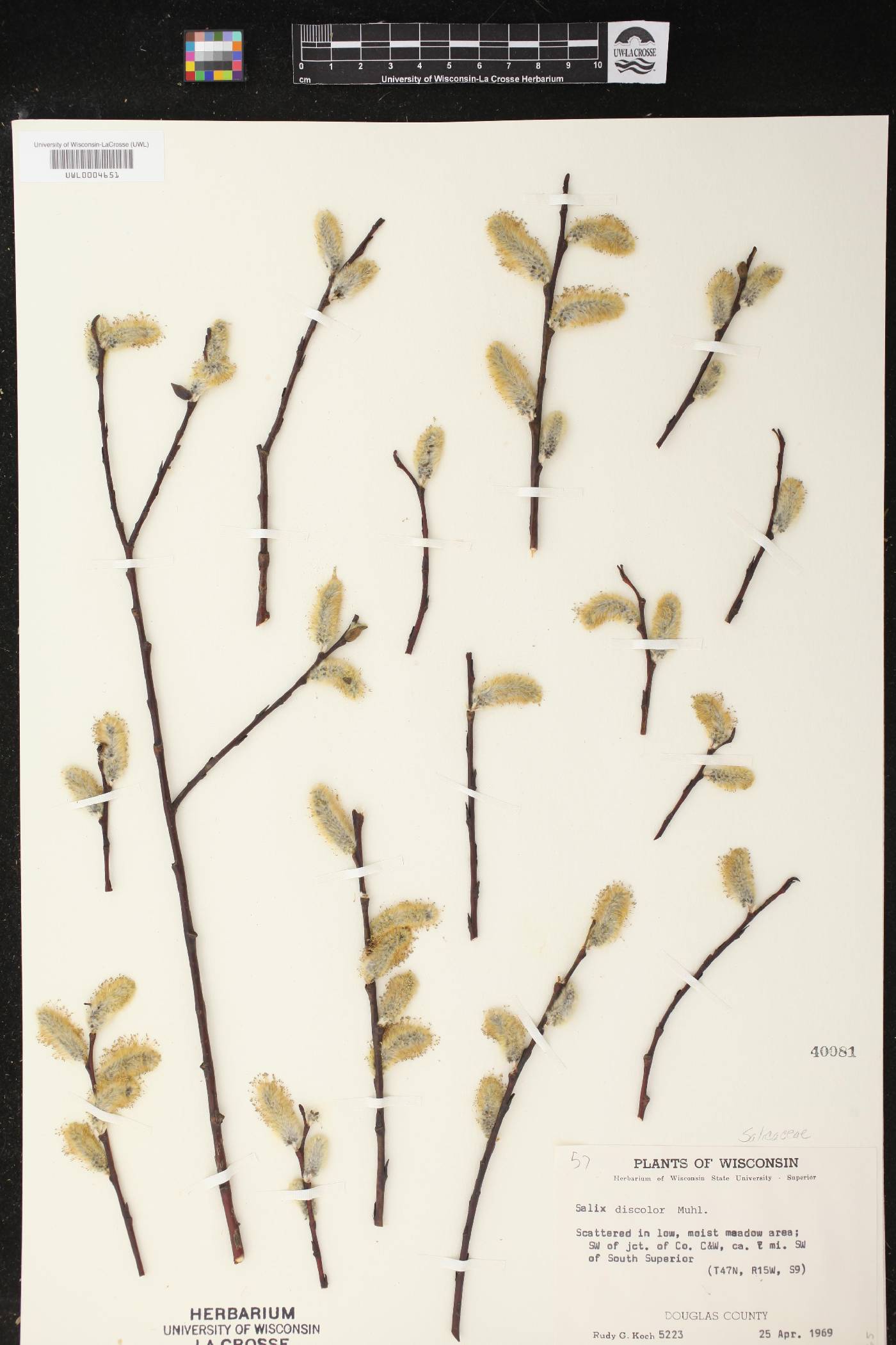 Salix discolor image