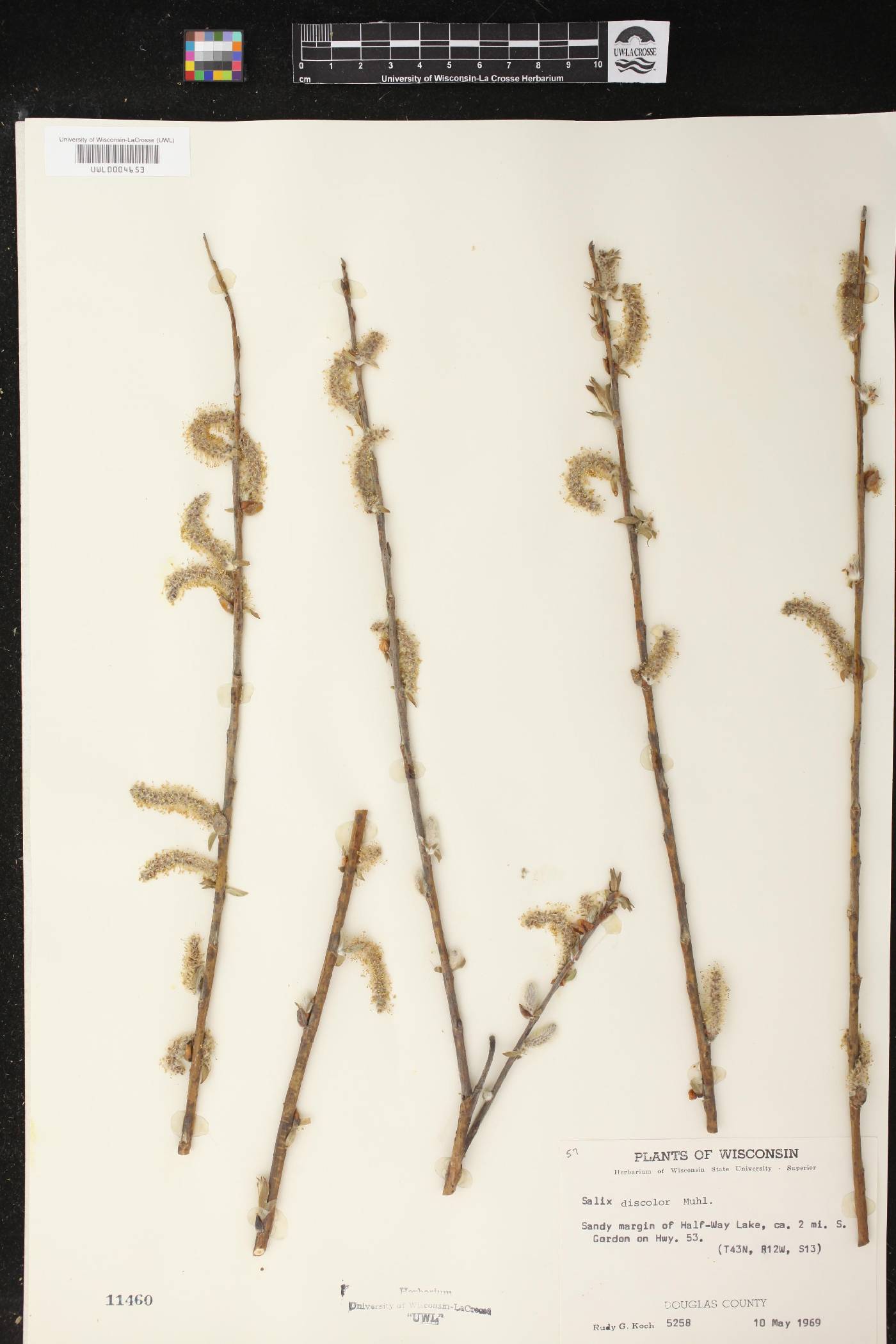 Salix discolor image