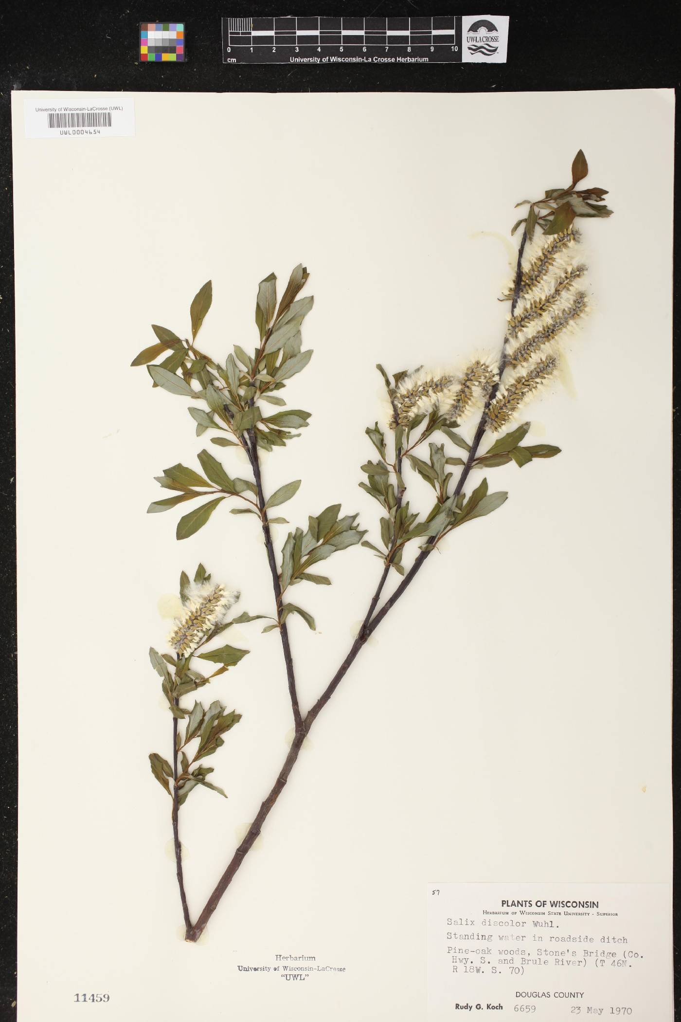 Salix discolor image